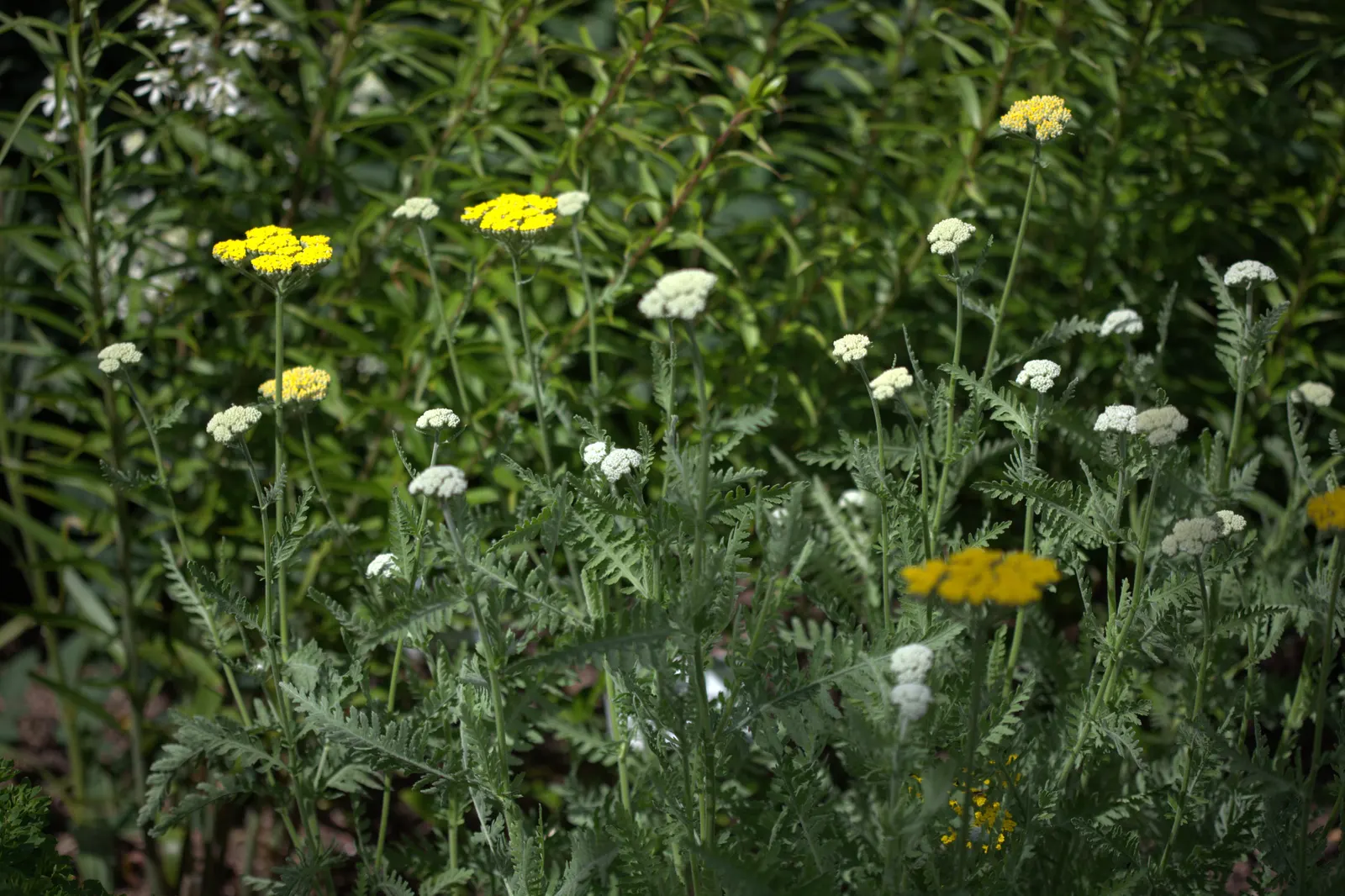Coronation Gold Hybrid Yarrow (Achillea 'Coronation Gold') — Ideal for borders and wildlife gardens, it attracts butterflies while resisting deer; is a hardy