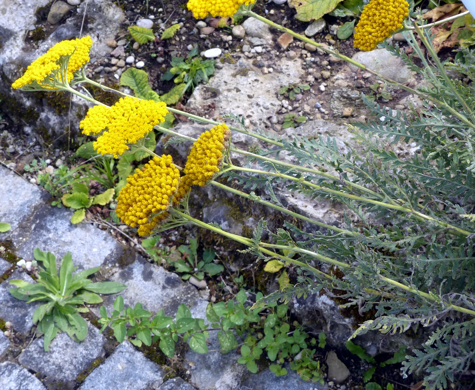 Coronation Gold Hybrid Yarrow (Achillea 'Coronation Gold') — regular deadheading can encourage prolonged blooming and maintain plant vigor