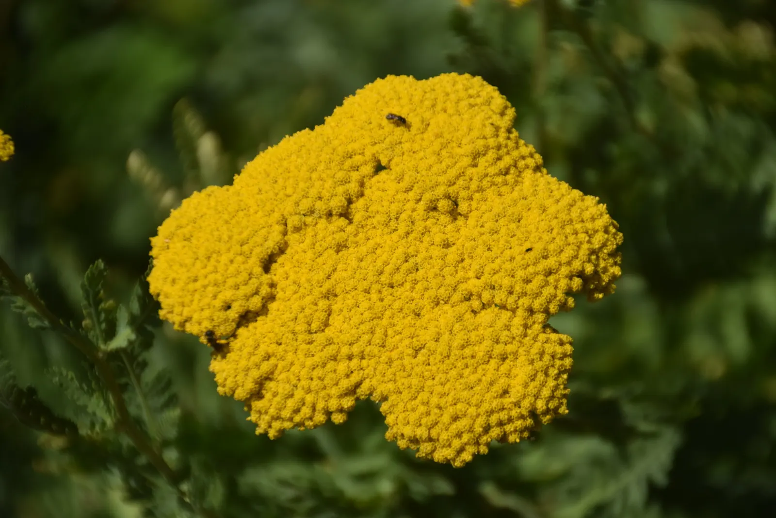 Coronation Gold Hybrid Yarrow (Achillea 'Coronation Gold') — bloom profusely from early to late summer and often attract a myriad of pollinators