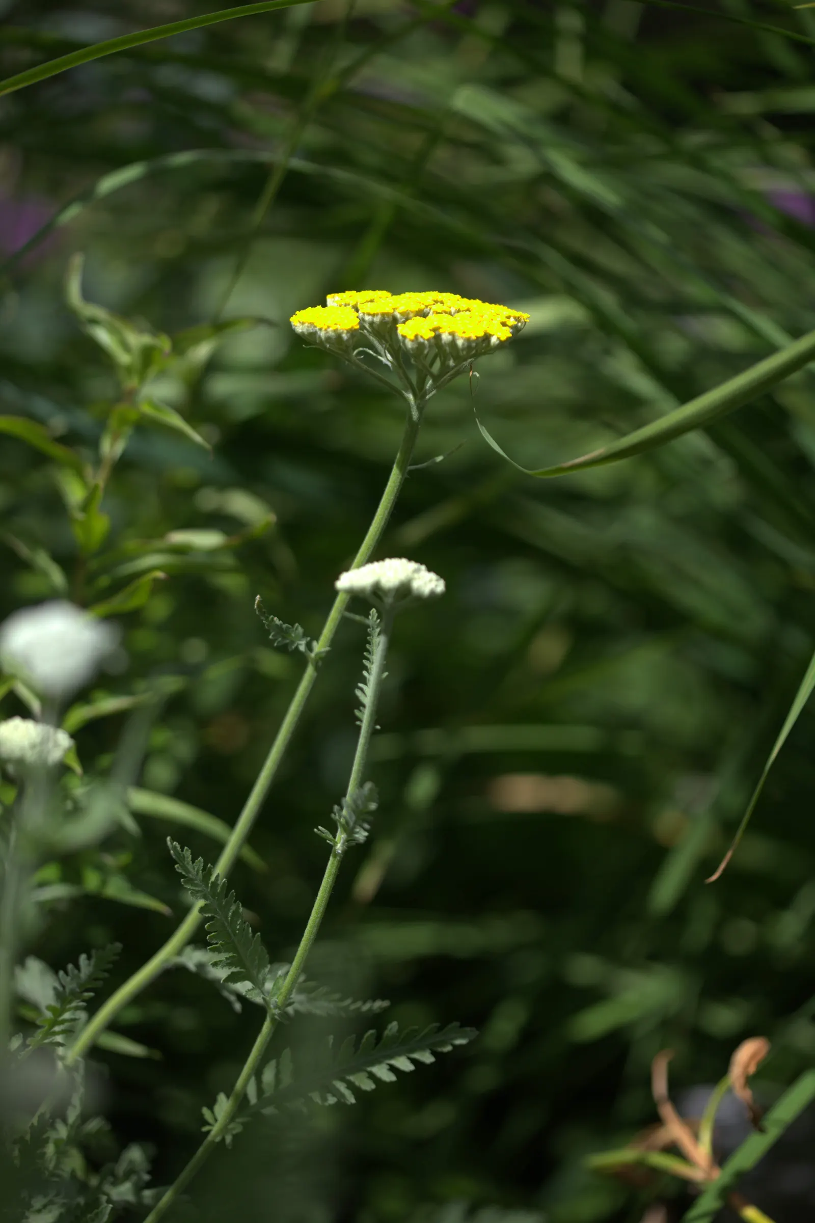 Coronation Gold Hybrid Yarrow (Achillea 'Coronation Gold') — is a hardy perennial featuring dense clusters of bright golden-yellow flowers atop, image 25