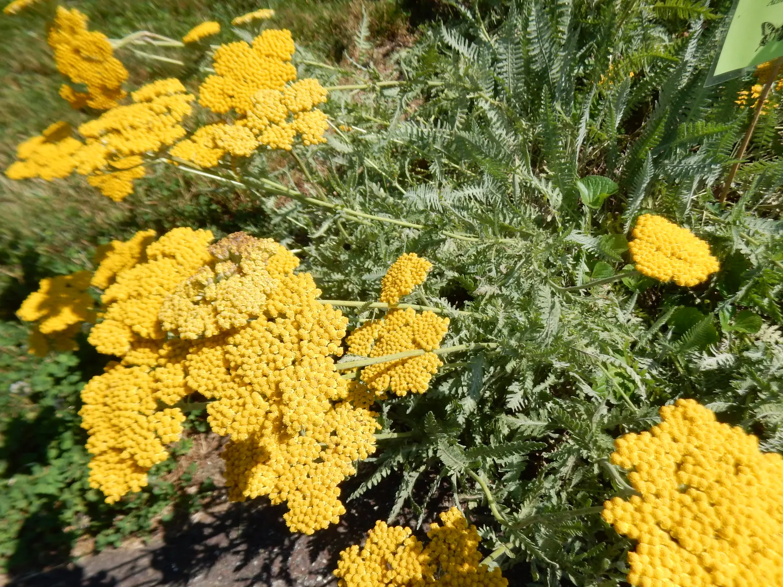 Coronation Gold Hybrid Yarrow (Achillea 'Coronation Gold') — gold and yellow flowers in the garden