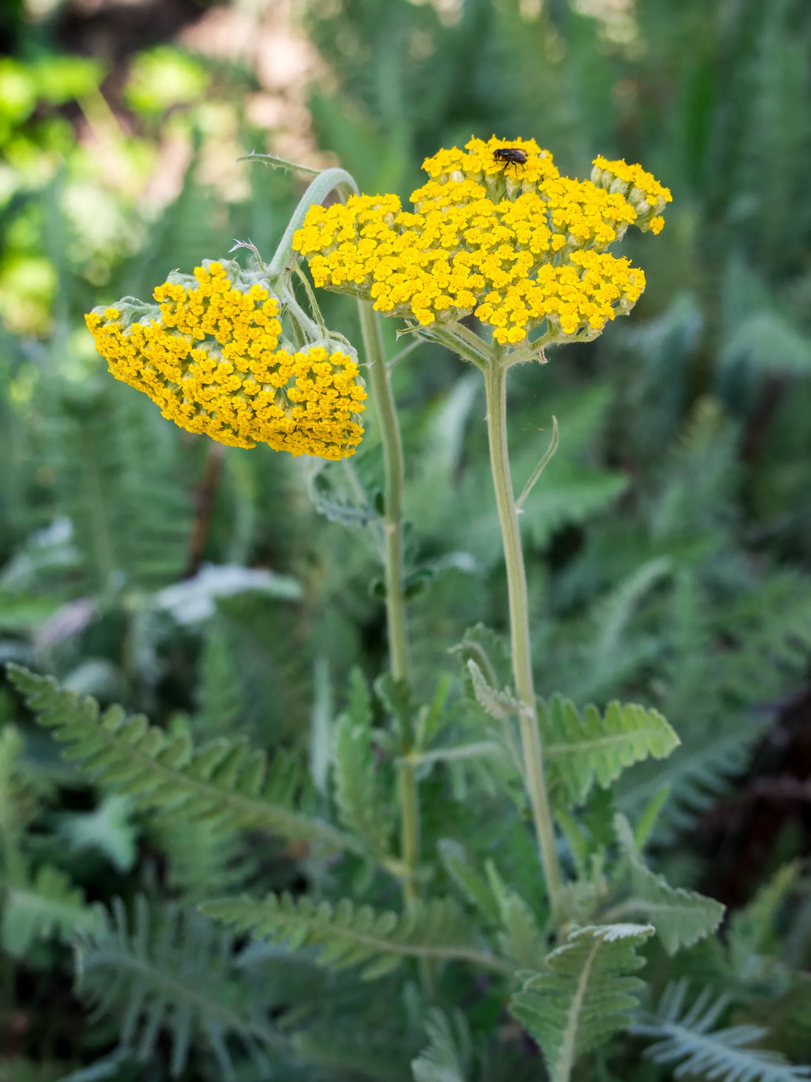 Coronation Gold Hybrid Yarrow (Achillea 'Coronation Gold') — With its striking golden-yellow flower clusters and silvery-green foliage; gold and yellow flowers