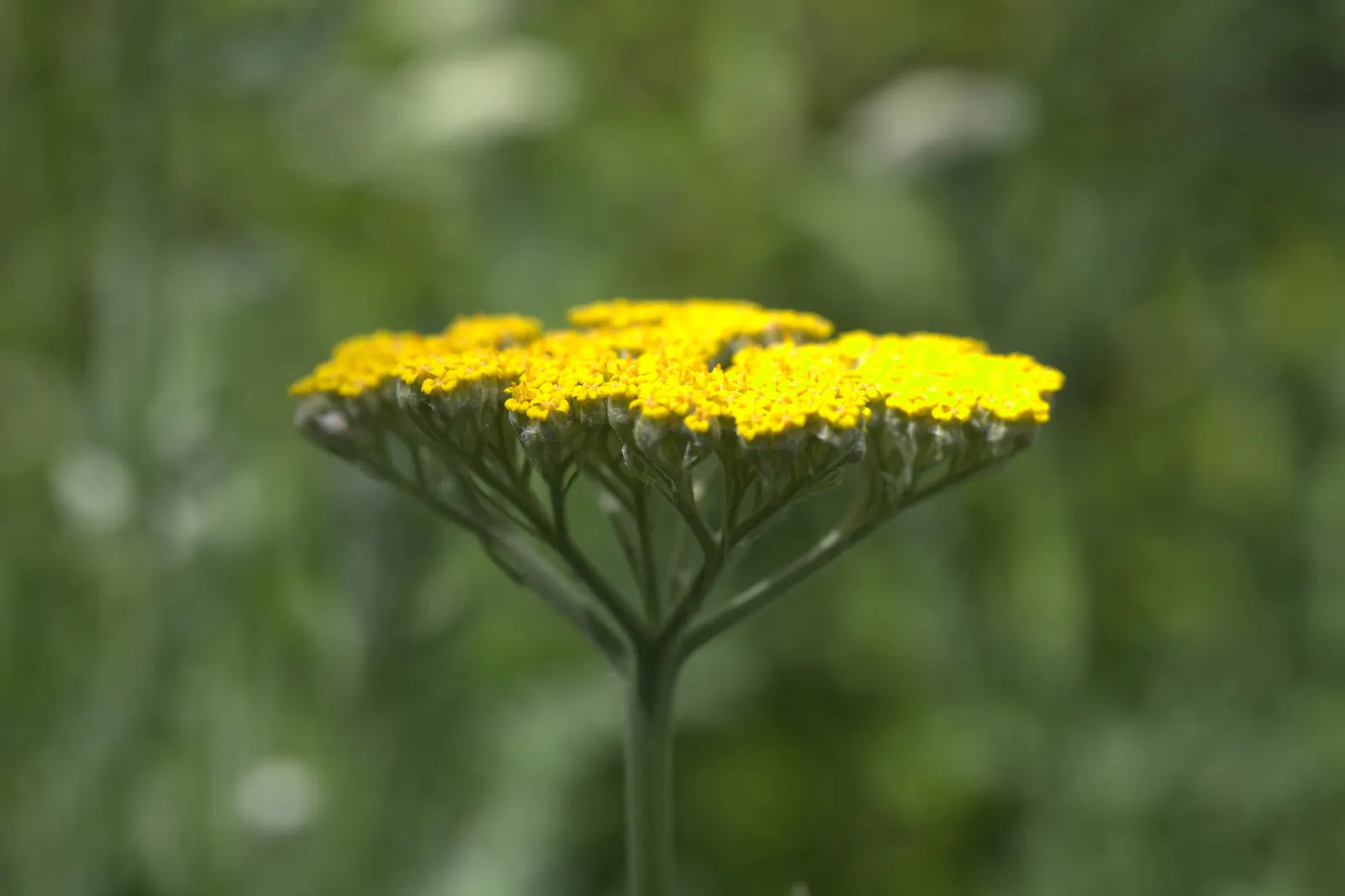 Coronation Gold Hybrid Yarrow (Achillea 'Coronation Gold') — bloom profusely from early to late summer and often attract a myriad of pollinators; it reaches an