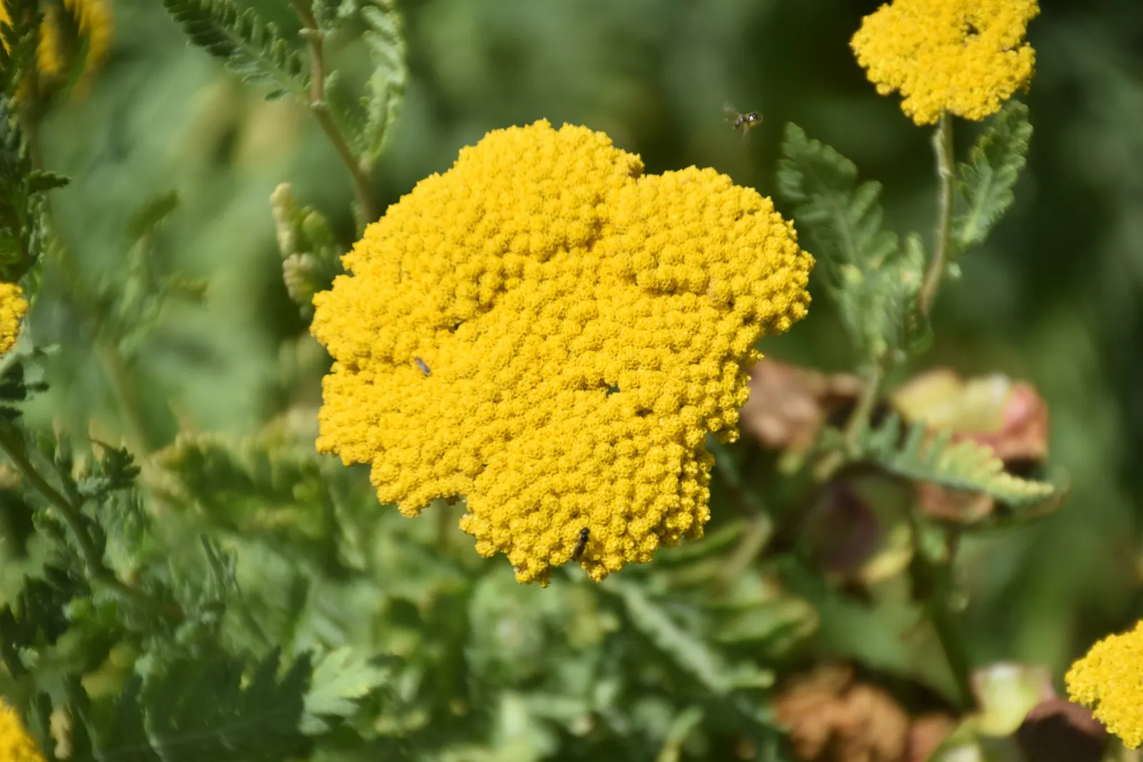 Coronation Gold Hybrid Yarrow (Achillea 'Coronation Gold') — Ideal for borders and wildlife gardens, it attracts butterflies while resisting deer