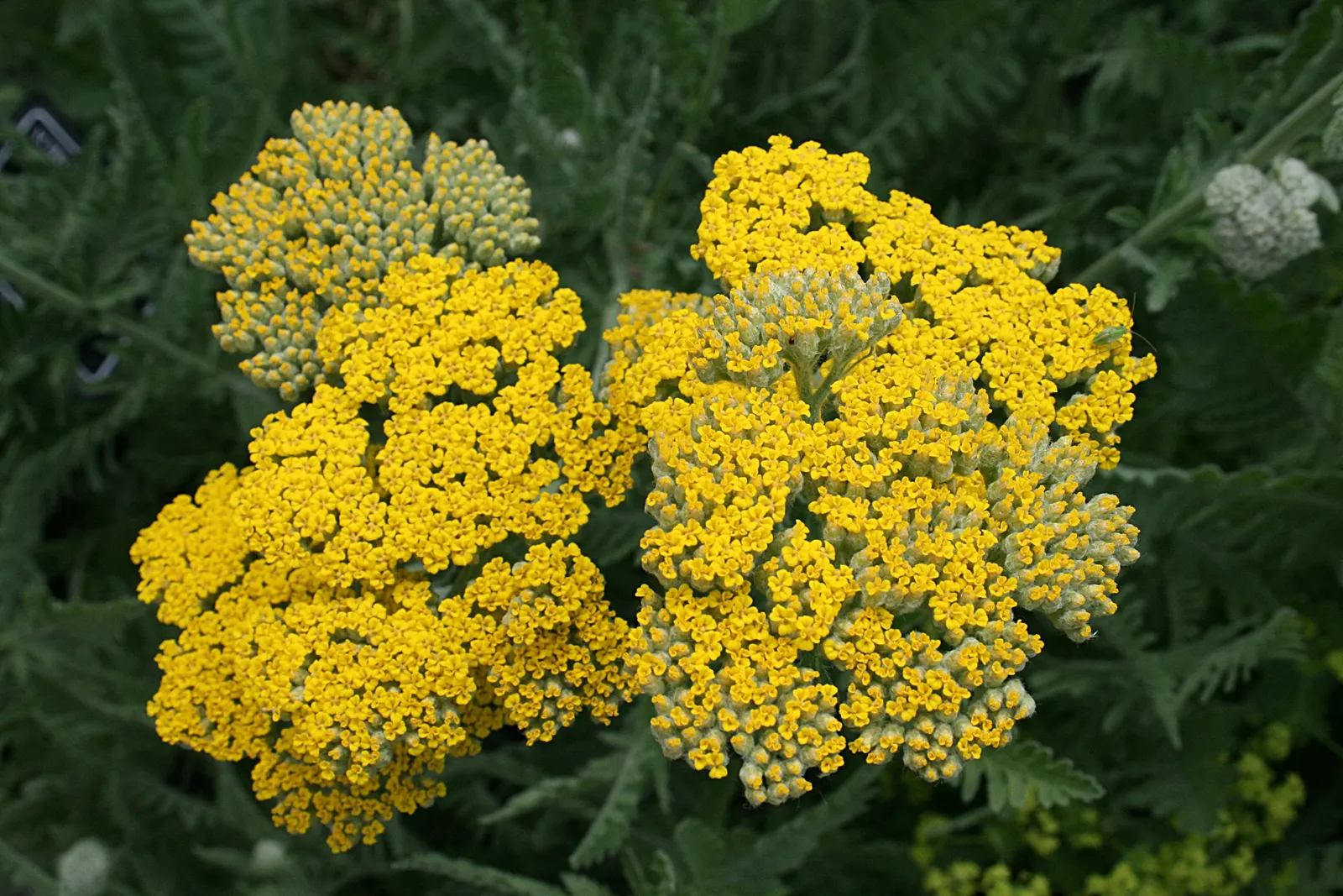 Coronation Gold Hybrid Yarrow (Achillea 'Coronation Gold') — including bees and butterflies