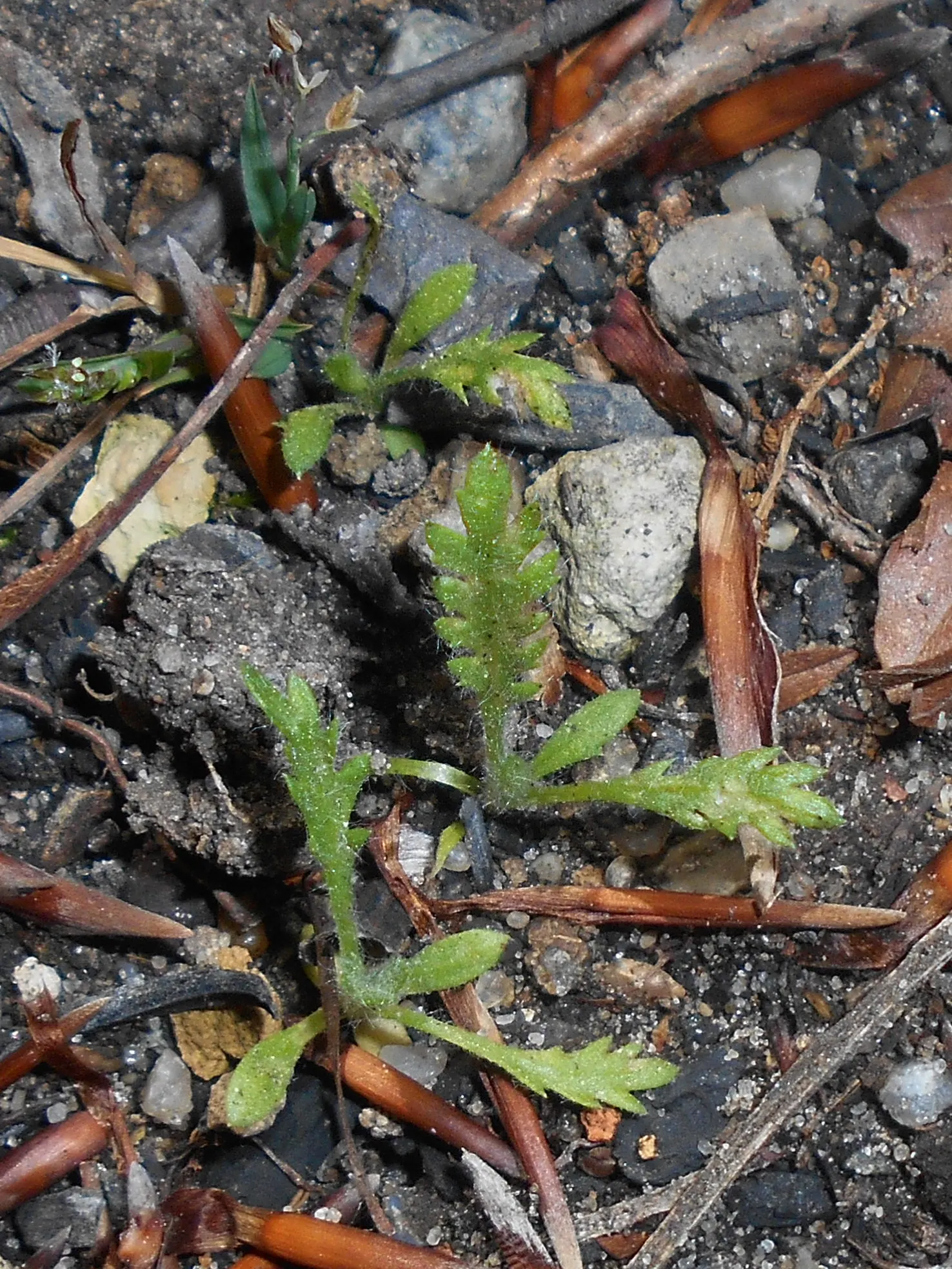 Coronation Gold Hybrid Yarrow (Achillea 'Coronation Gold') — making it ideal for xeriscapes or areas with water restrictions; herbaceous perennial that