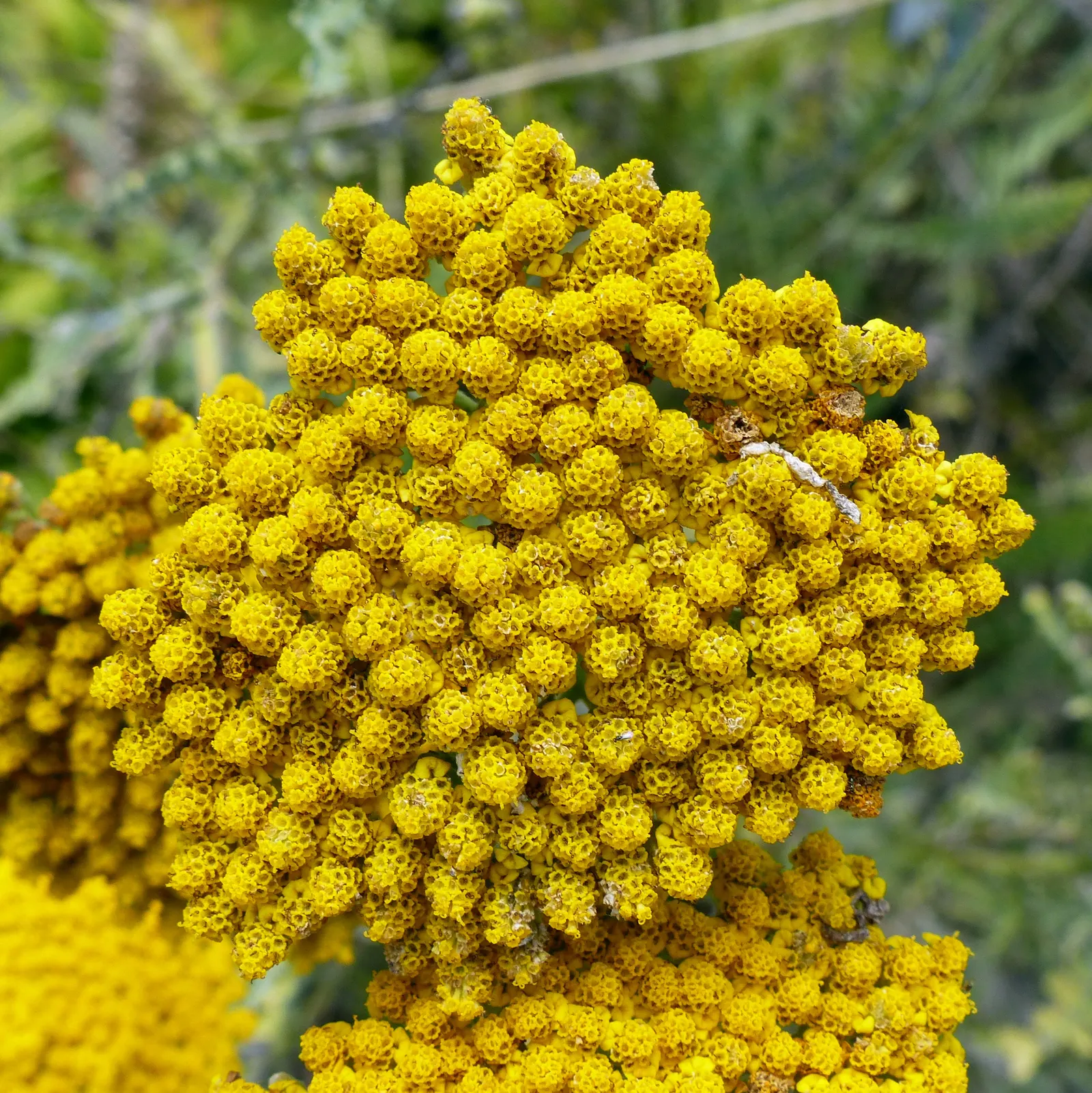 Coronation Gold Hybrid Yarrow (Achillea 'Coronation Gold') — proving to be adaptable to various soil types