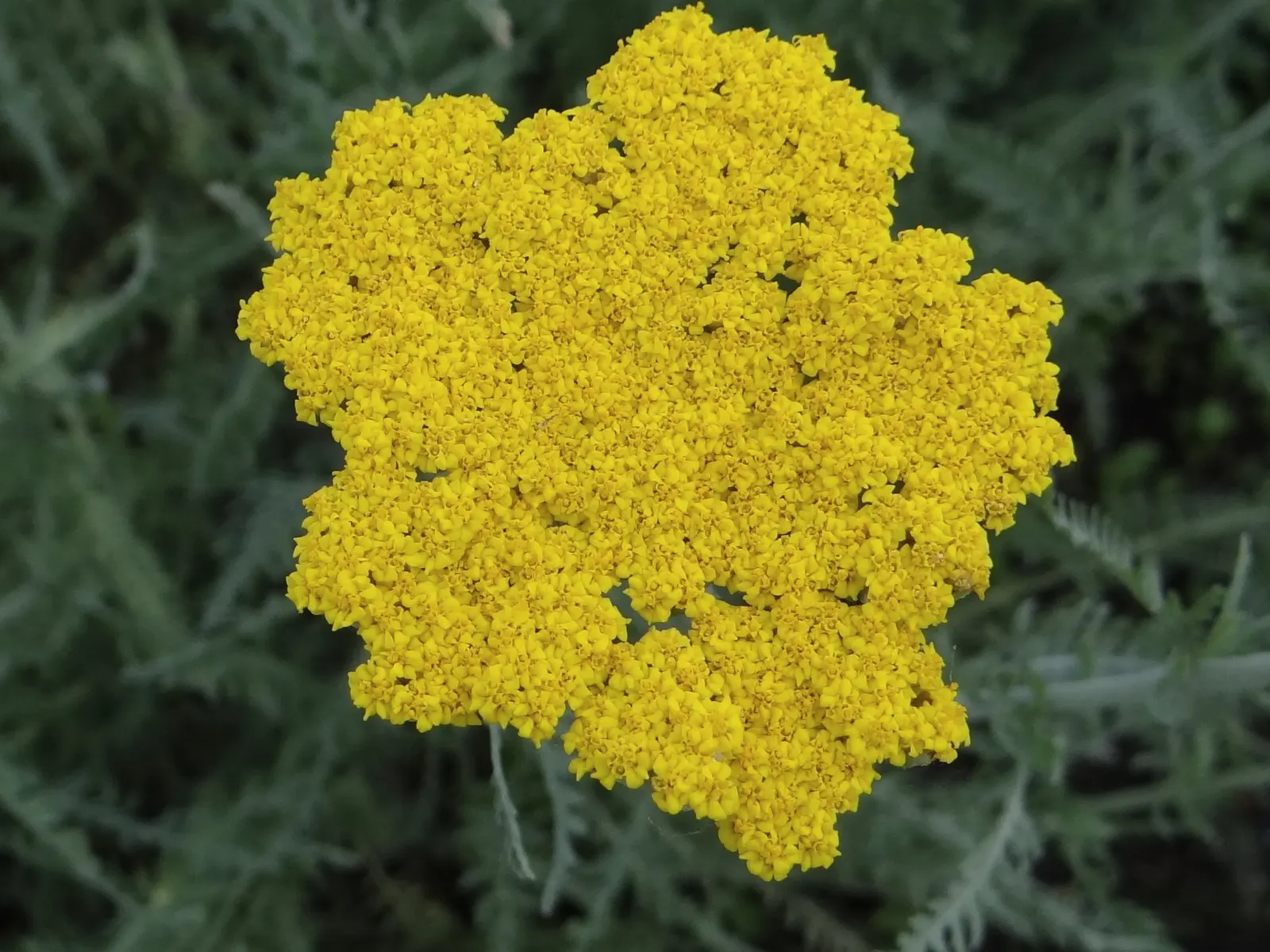 Coronation Gold Hybrid Yarrow (Achillea 'Coronation Gold') — scientifically known as Achillea 'Coronation Gold'