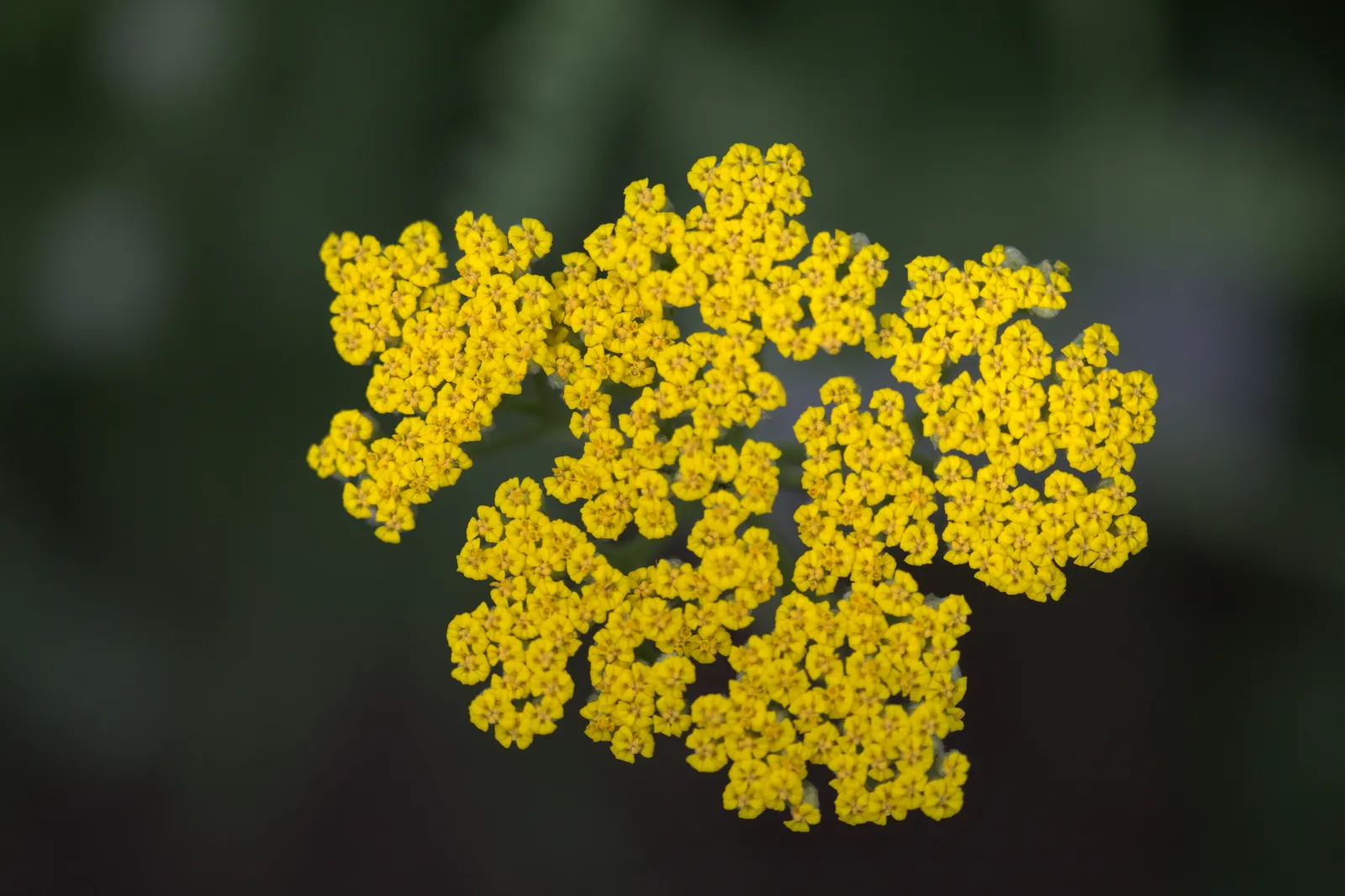 Coronation Gold Hybrid Yarrow (Achillea 'Coronation Gold') — offering a strong structural presence within garden beds or borders.<br><br>These, image 33