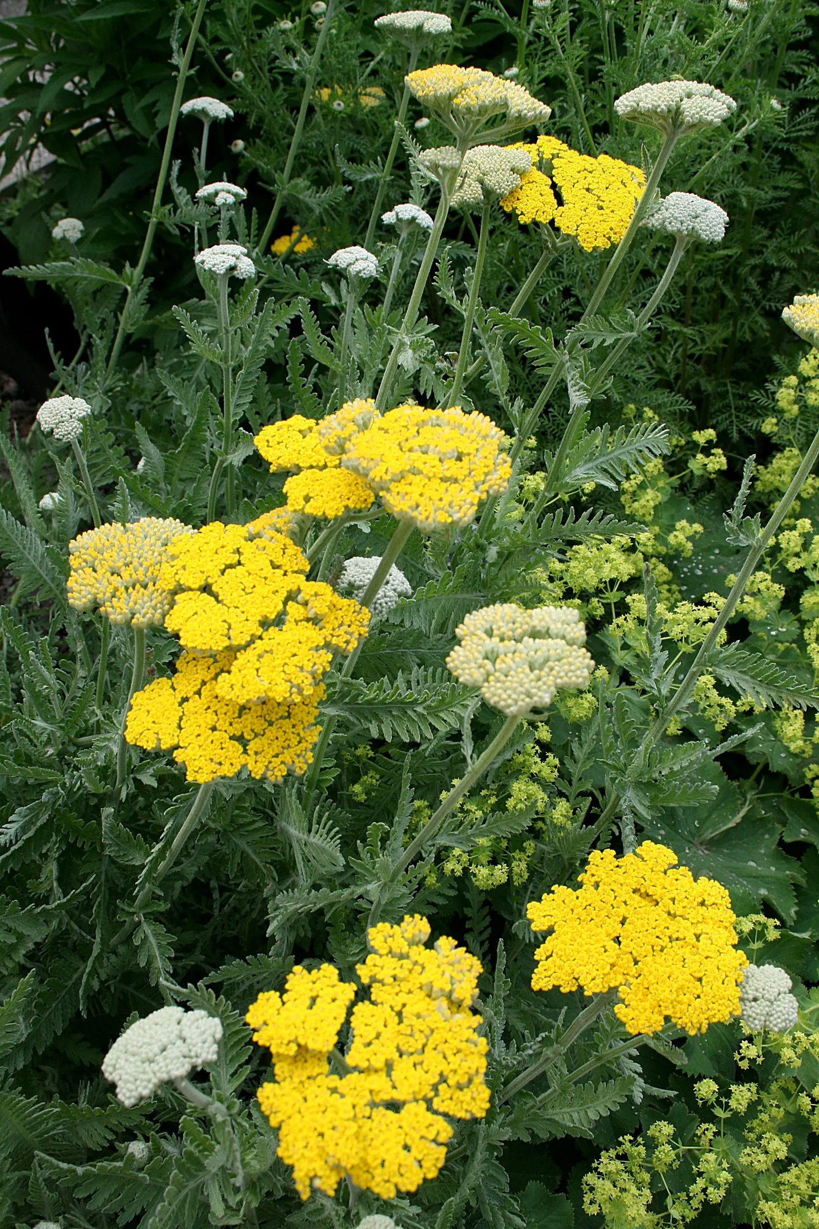 Coronation Gold Hybrid Yarrow (Achillea 'Coronation Gold') — With its striking golden-yellow flower clusters and silvery-green foliage