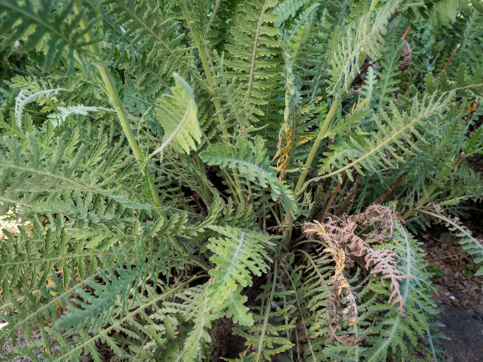 Coronation Gold Hybrid Yarrow (Achillea 'Coronation Gold') — perennial with gold and yellow blooms