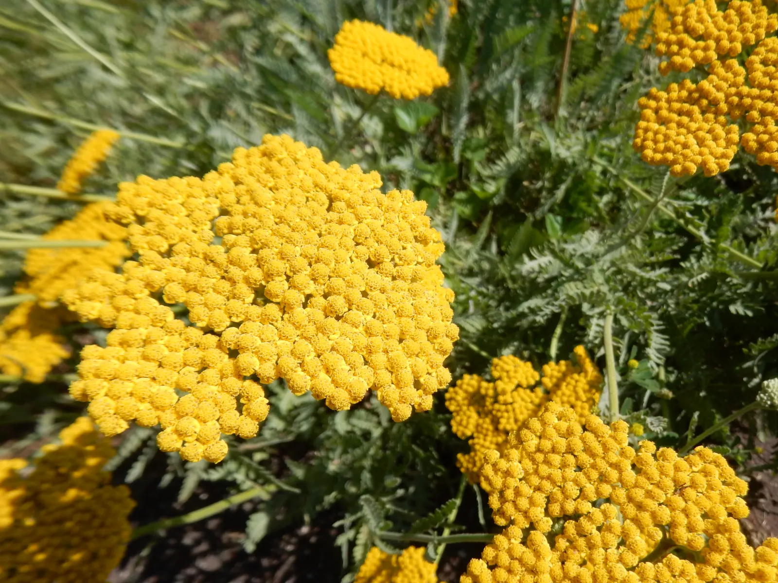 Coronation Gold Hybrid Yarrow (Achillea 'Coronation Gold') — is a hardy perennial featuring dense clusters of bright golden-yellow flowers atop silver-gray