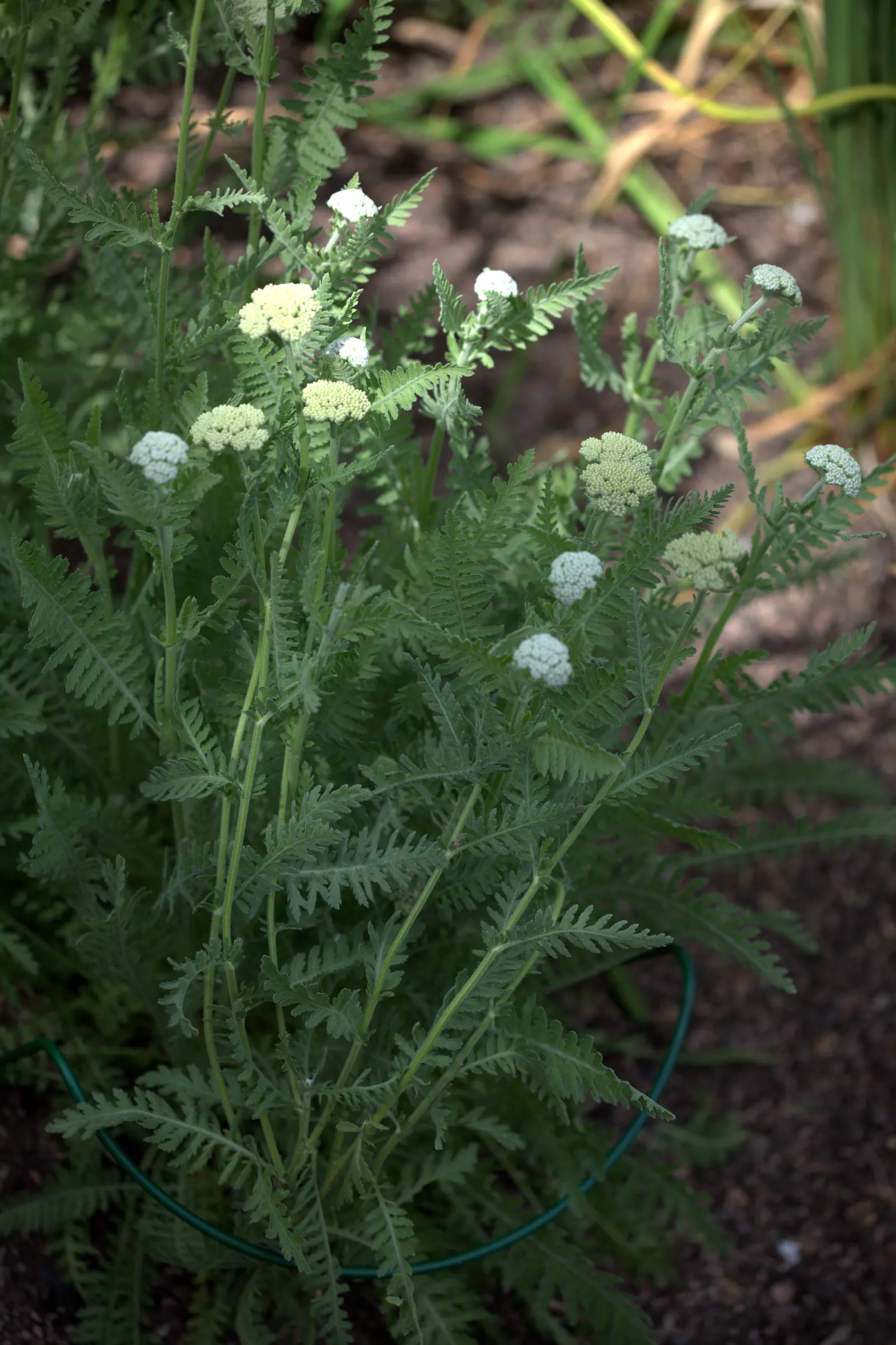 Coronation Gold Hybrid Yarrow (Achillea 'Coronation Gold') — herbaceous perennial that provides a bold stroke of color to any landscape design; making it ideal