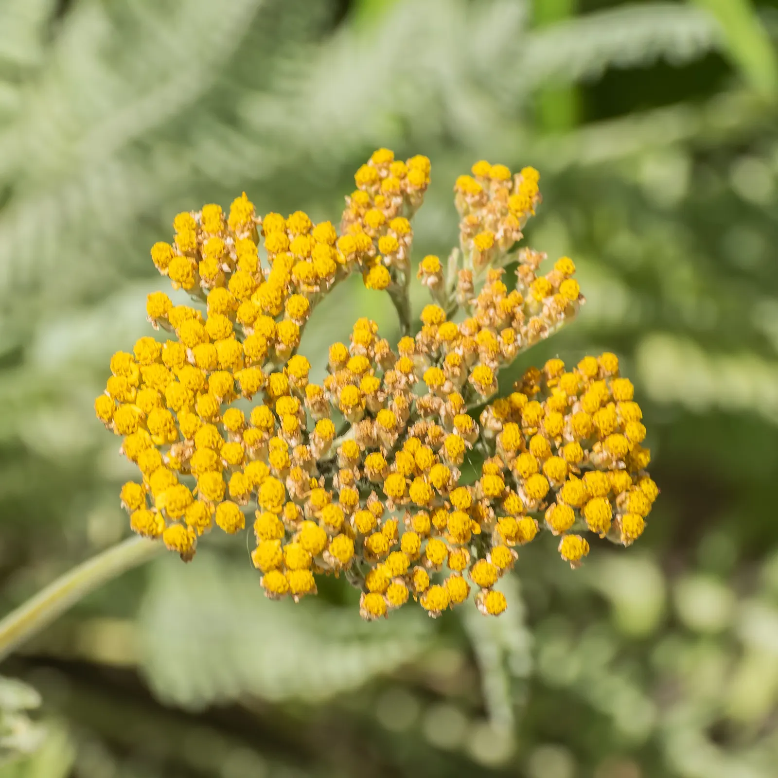 Coronation Gold Hybrid Yarrow (Achillea 'Coronation Gold') — It thrives in full sun and demands well-drained soil