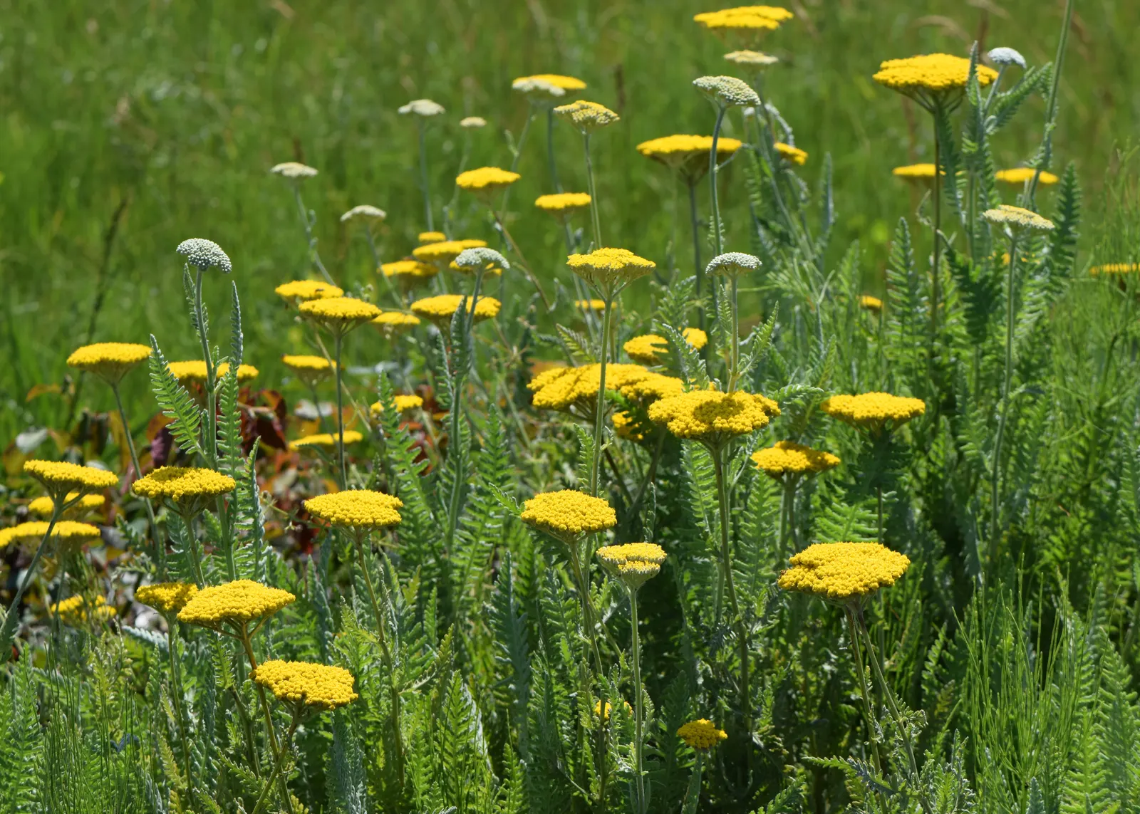 Coronation Gold Hybrid Yarrow (Achillea 'Coronation Gold') — It thrives in full sun and demands well-drained soil; aromatic leaves are finely dissected and