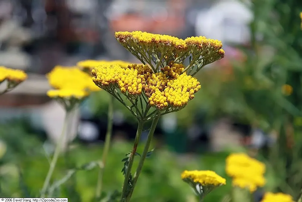 Coronation Gold Hybrid Yarrow (Achillea 'Coronation Gold') — Cold hardy from USDA zones 3-9, it's a resilient addition to gardens in a wide range of climates