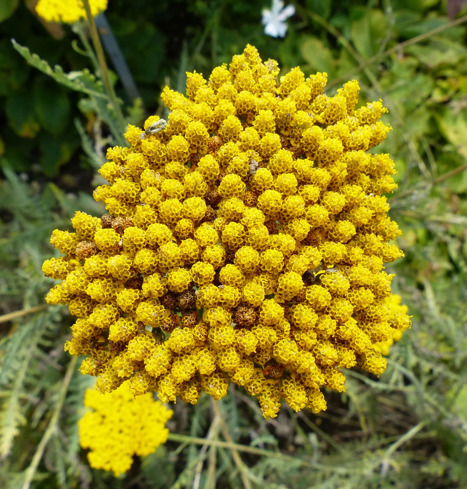 Coronation Gold Hybrid Yarrow (Achillea 'Coronation Gold') — It reaches an impressive height of 2 to 3 feet and spreads about 2 feet wide