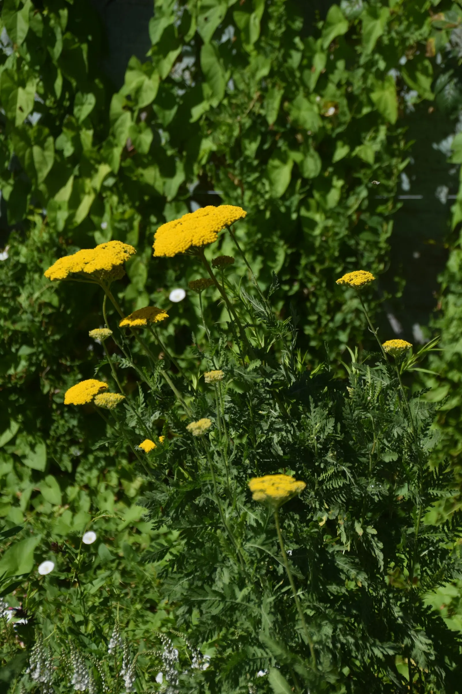 Coronation Gold Hybrid Yarrow (Achillea 'Coronation Gold') — The Coronation Gold Yarrow is drought-tolerant once established; perennial with gold and yellow
