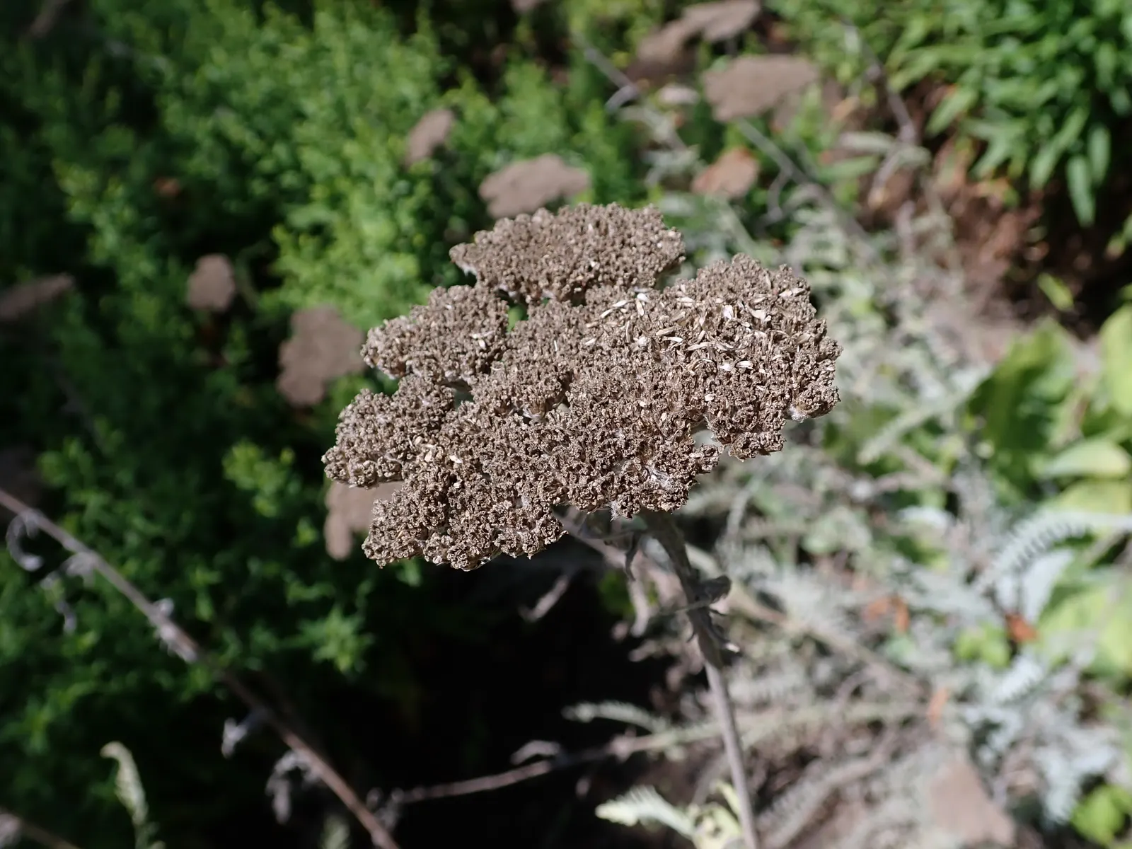 Coronation Gold Hybrid Yarrow (Achillea 'Coronation Gold') — while division every few years helps prevent overcrowding