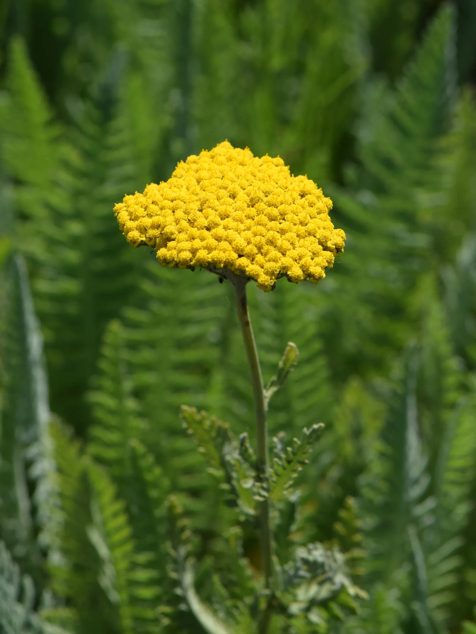 Coronation Gold Hybrid Yarrow (Achillea 'Coronation Gold') — herbaceous perennial that provides a bold stroke of color to any landscape design