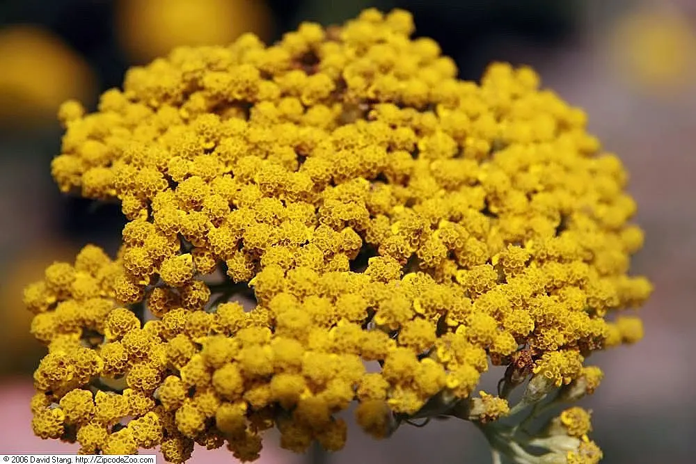 Coronation Gold Hybrid Yarrow (Achillea 'Coronation Gold') — though it prefers a slightly acidic to neutral pH balance.<br><br>For your client's knowledge