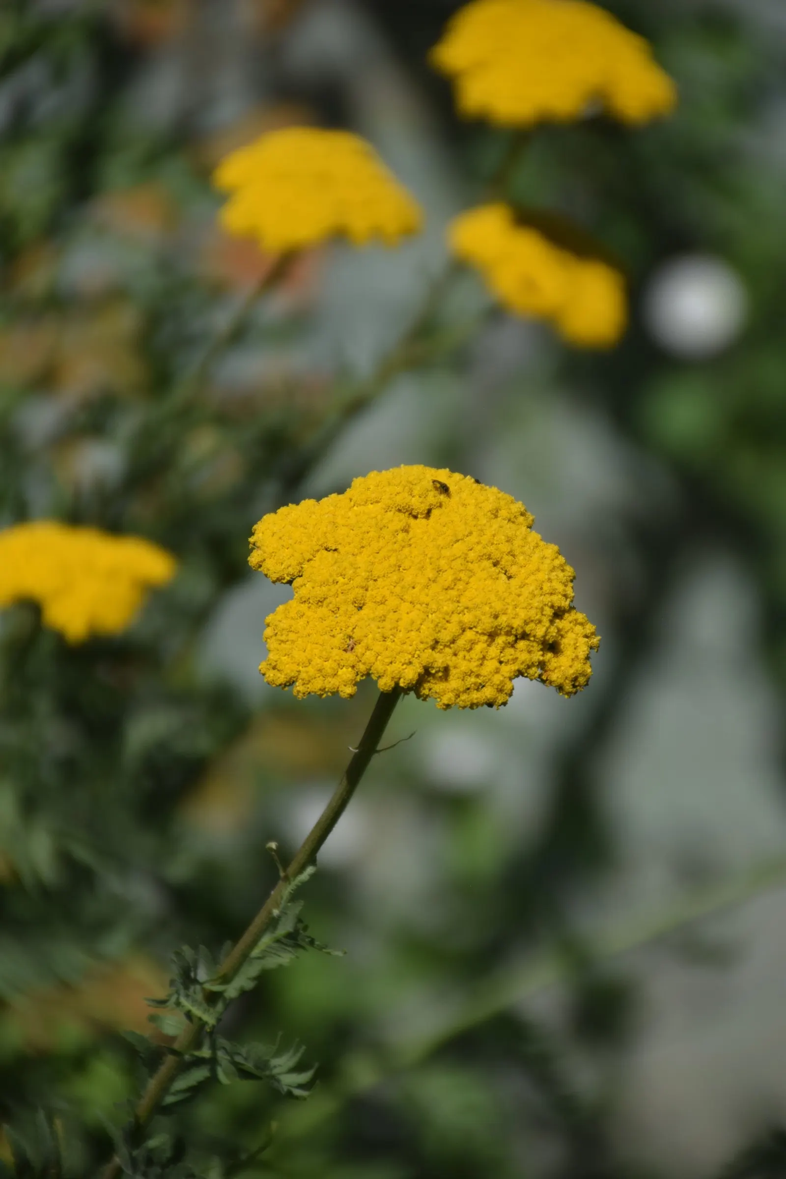 Coronation Gold Hybrid Yarrow (Achillea 'Coronation Gold') — aromatic leaves are finely dissected and retain their visual appeal even when the, image 37