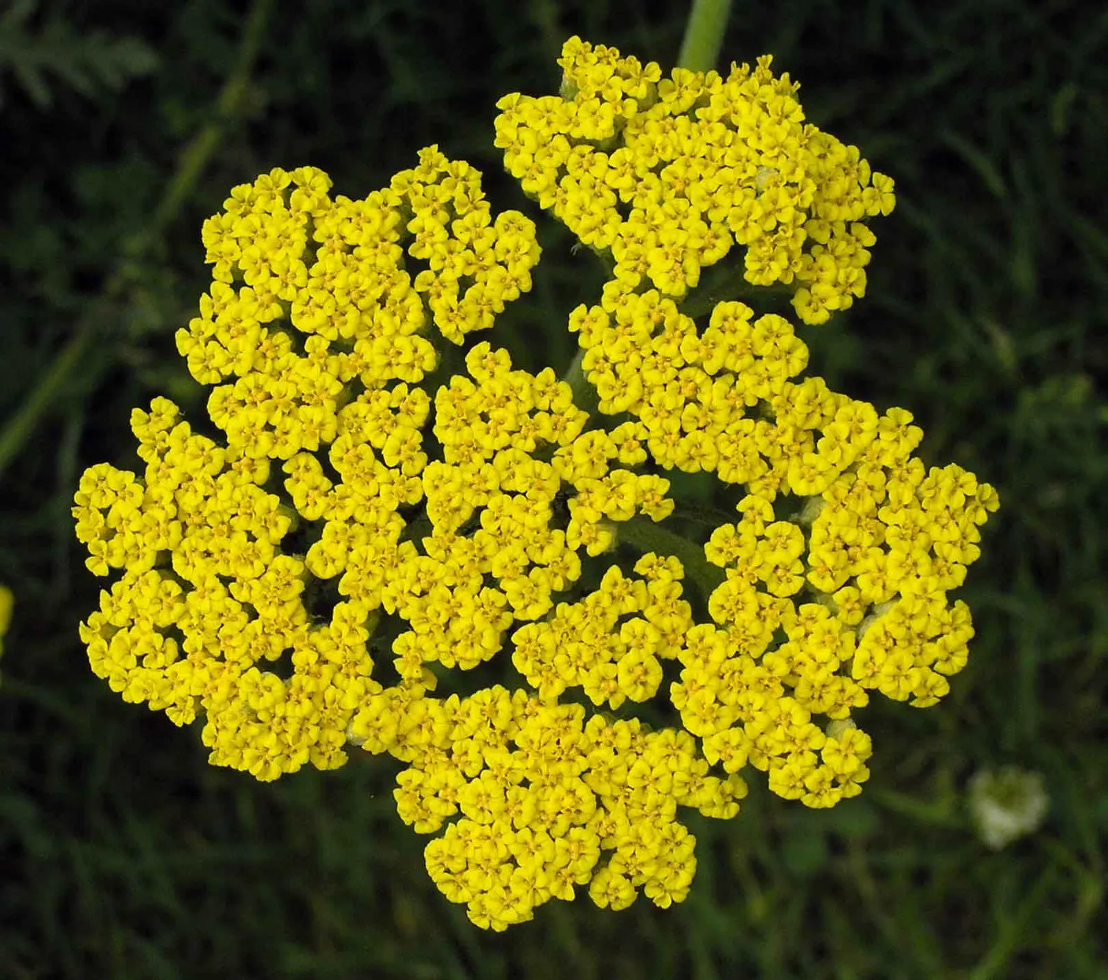 Coronation Gold Hybrid Yarrow (Achillea 'Coronation Gold') — which can measure up to 4 inches across