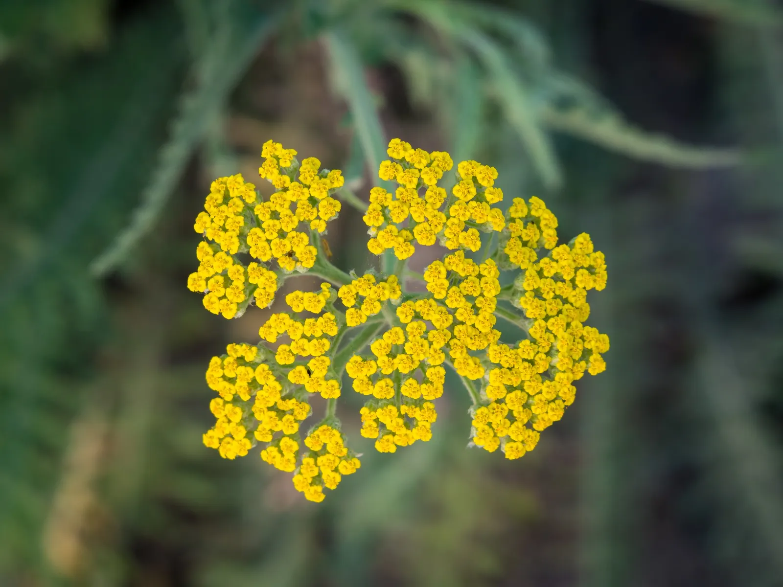 Coronation Gold Hybrid Yarrow (Achillea 'Coronation Gold') — It reaches an impressive height of 2 to 3 feet and spreads about 2 feet wide; bloom profusely from
