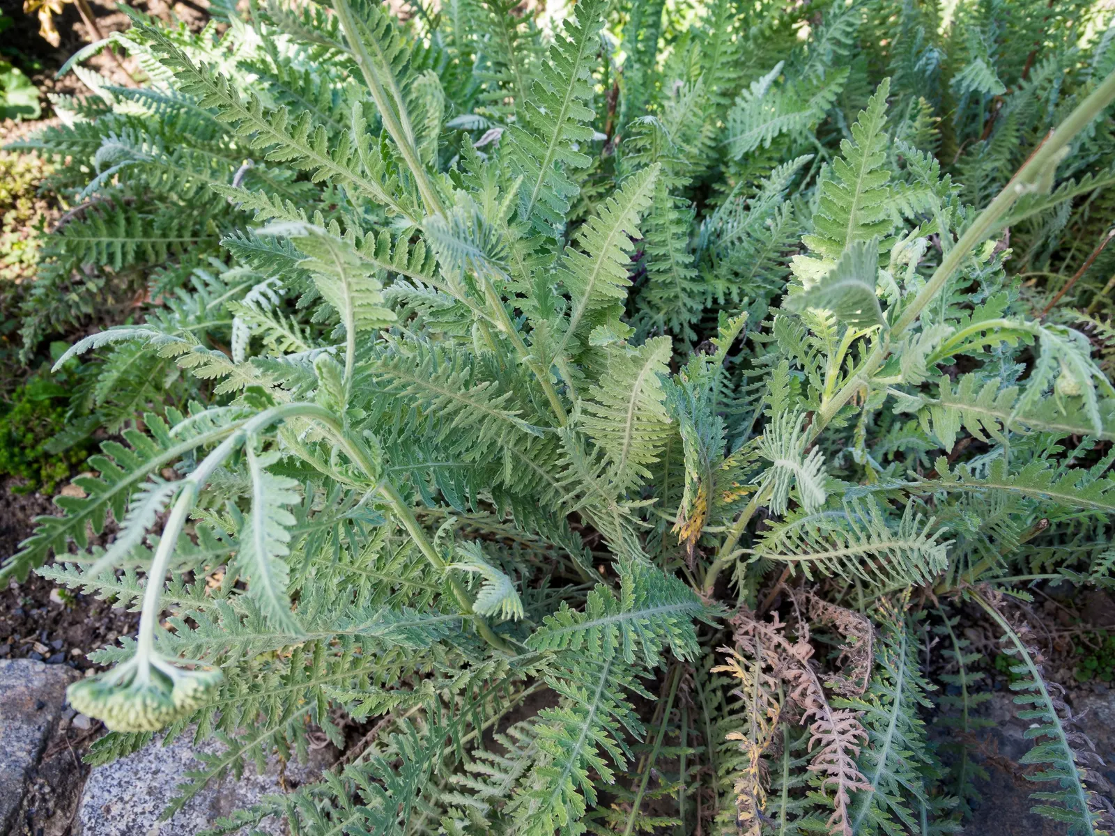 Coronation Gold Hybrid Yarrow (Achillea 'Coronation Gold') — perennial for full