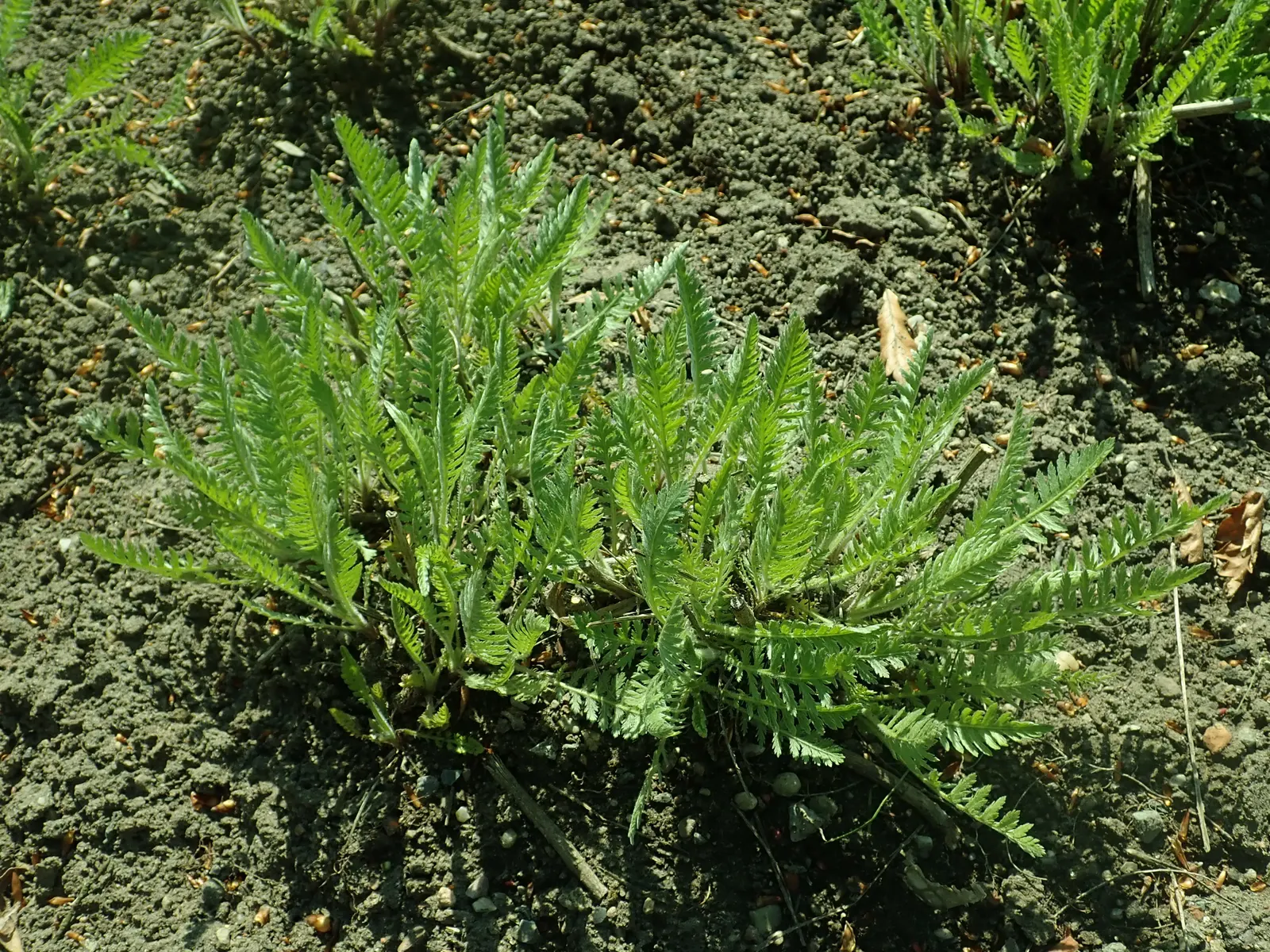 Coronation Gold Hybrid Yarrow (Achillea 'Coronation Gold') — making it ideal for xeriscapes or areas with water restrictions