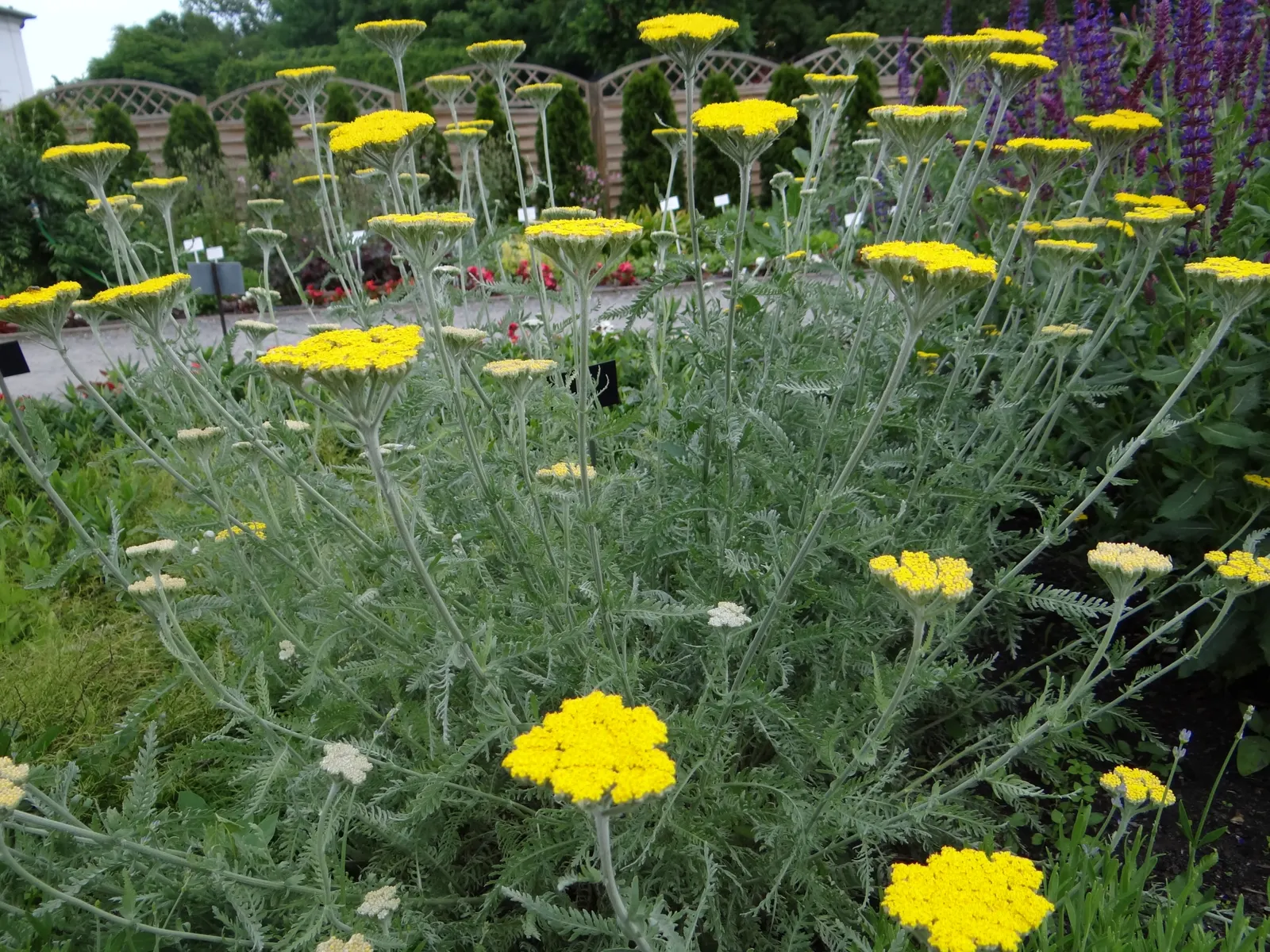 Coronation Gold Hybrid Yarrow (Achillea 'Coronation Gold') — offering a strong structural presence within garden beds or borders.<br><br>These flat-topped