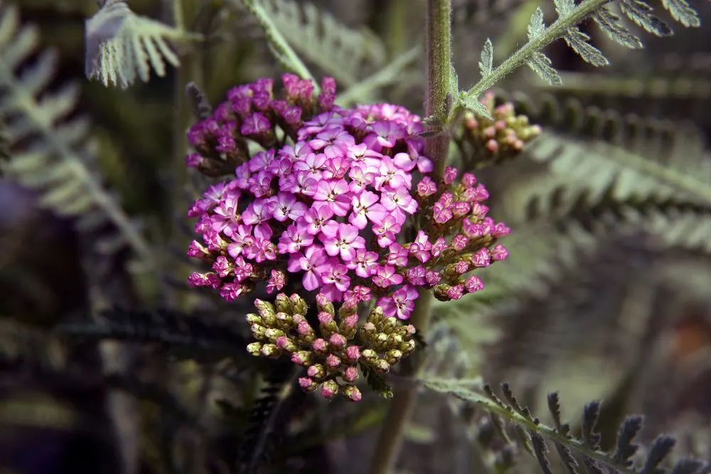 Coronation Gold Hybrid Yarrow (Achillea 'Coronation Gold') — aromatic leaves are finely dissected and retain their visual appeal even when the blooms have