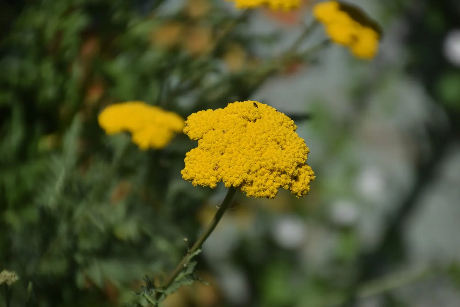 Coronation Gold Hybrid Yarrow (Achillea 'Coronation Gold') — this robust plant reaches a mature height of about 2 to 3 feet and spreads approximately 1.5 to 2