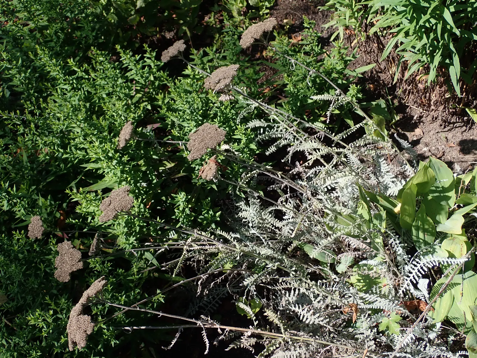 Coronation Gold Hybrid Yarrow (Achillea 'Coronation Gold') — This drought-tolerant plant enjoys full sun and well-drained soil, blooming from early to late