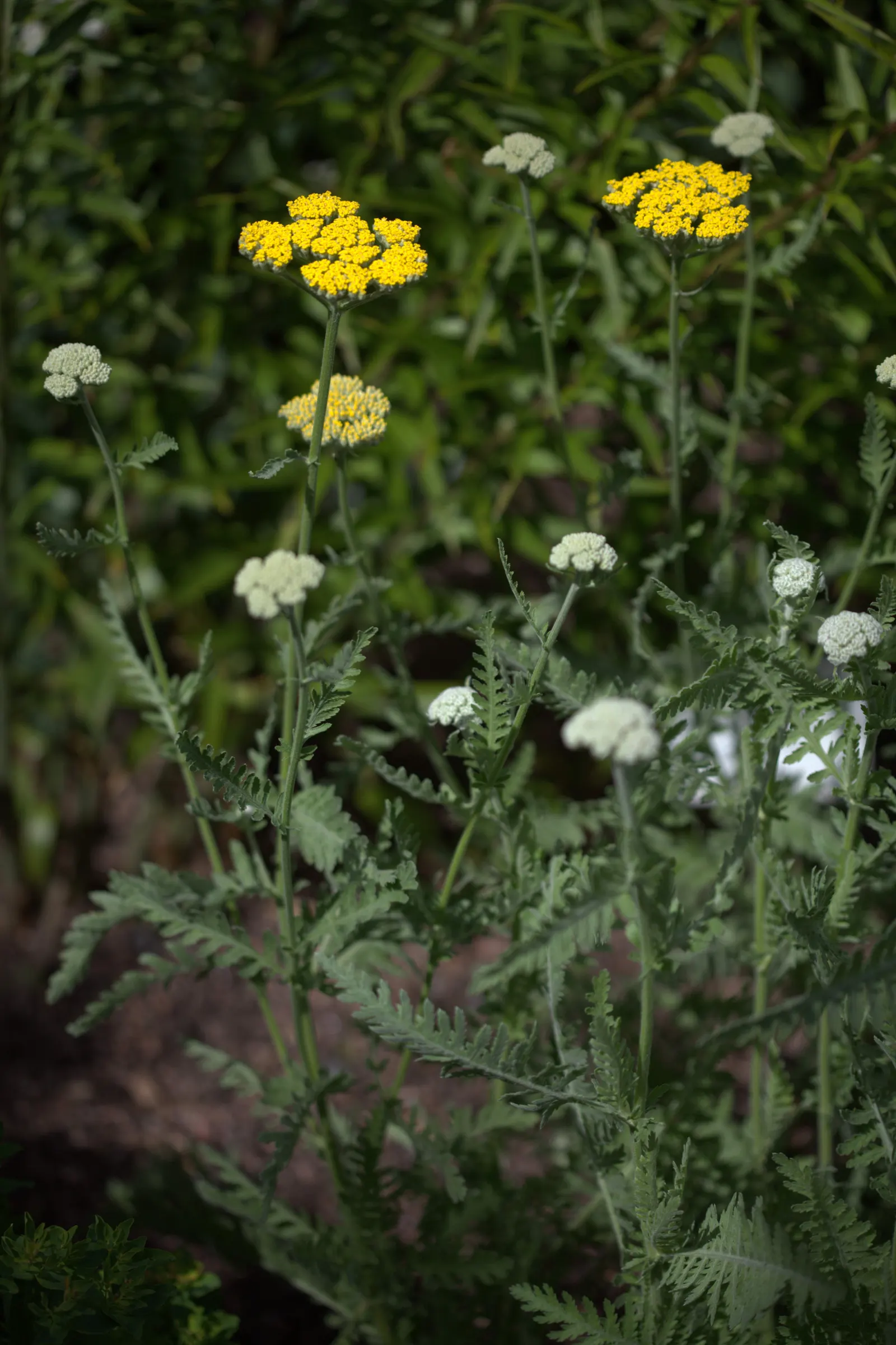 Coronation Gold Hybrid Yarrow (Achillea 'Coronation Gold') — This drought-tolerant plant enjoys full sun and well-drained soil, blooming from early, image 27