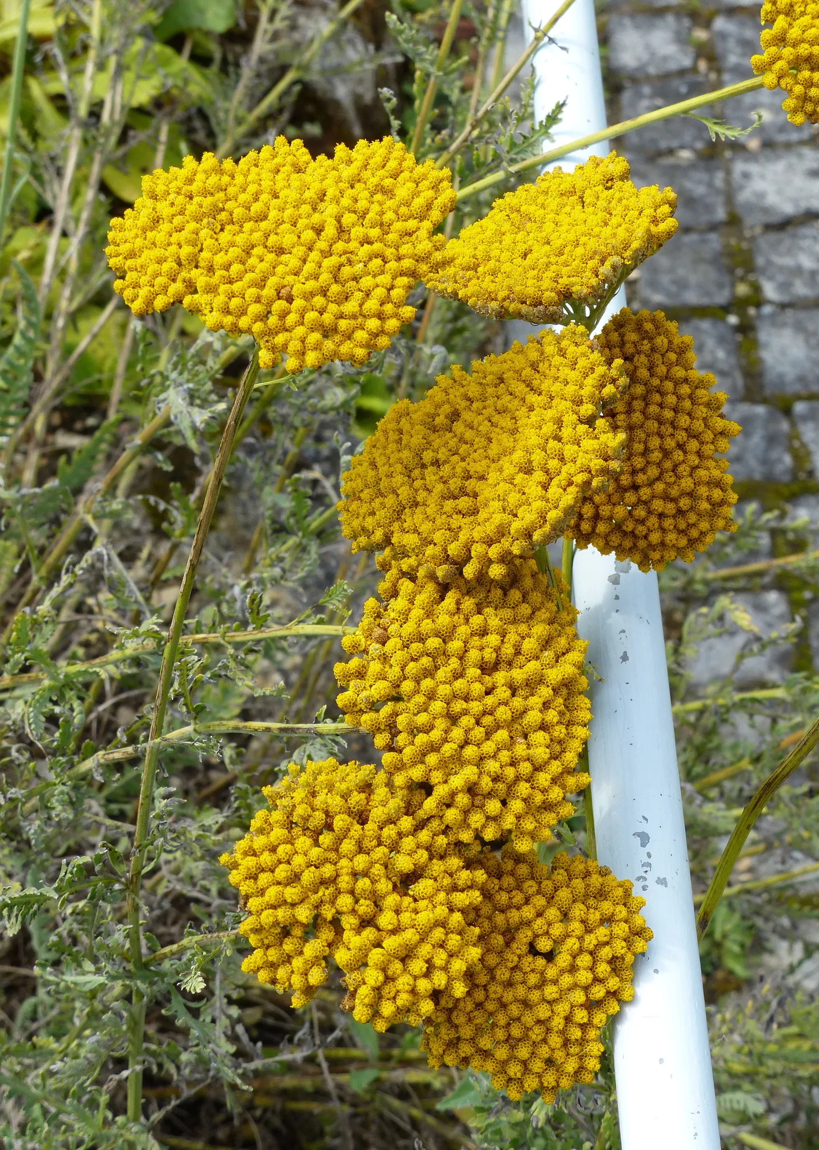 Coronation Gold Hybrid Yarrow (Achillea 'Coronation Gold') — The Coronation Gold Yarrow is drought-tolerant once established