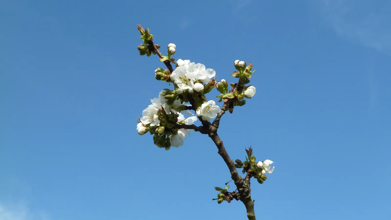 Sweet Cherry (Prunus Avium) — creating a canopy of lush foliage that provides dappled shade beneath; commonly referred to as the Sweet Cherry, image 100