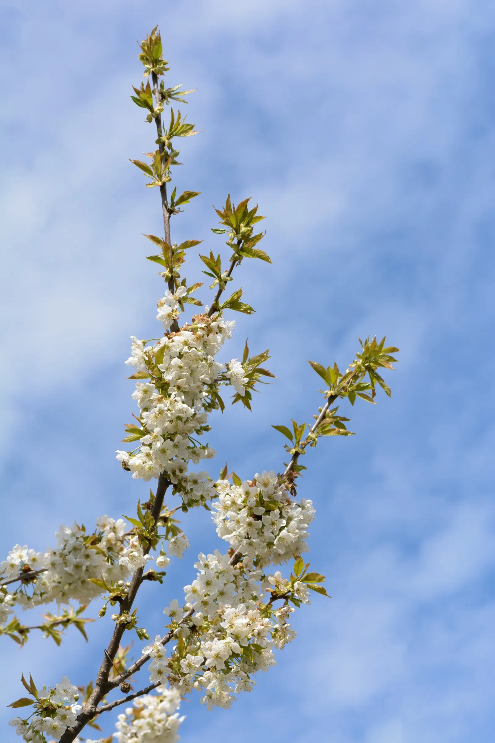 Sweet Cherry (Prunus Avium) — Features glossy green leaves and smooth bark, making it an attractive ornamental; reaching heights of 15 to 30 feet, image 125