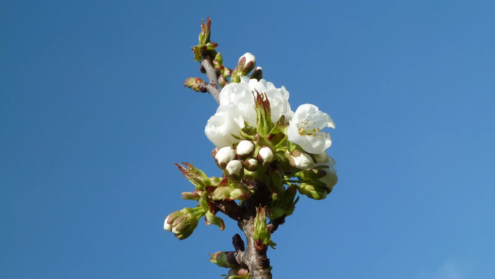 Sweet Cherry (Prunus Avium) — Mature specimens can reach heights between 20 to 30 feet with an almost equal spread