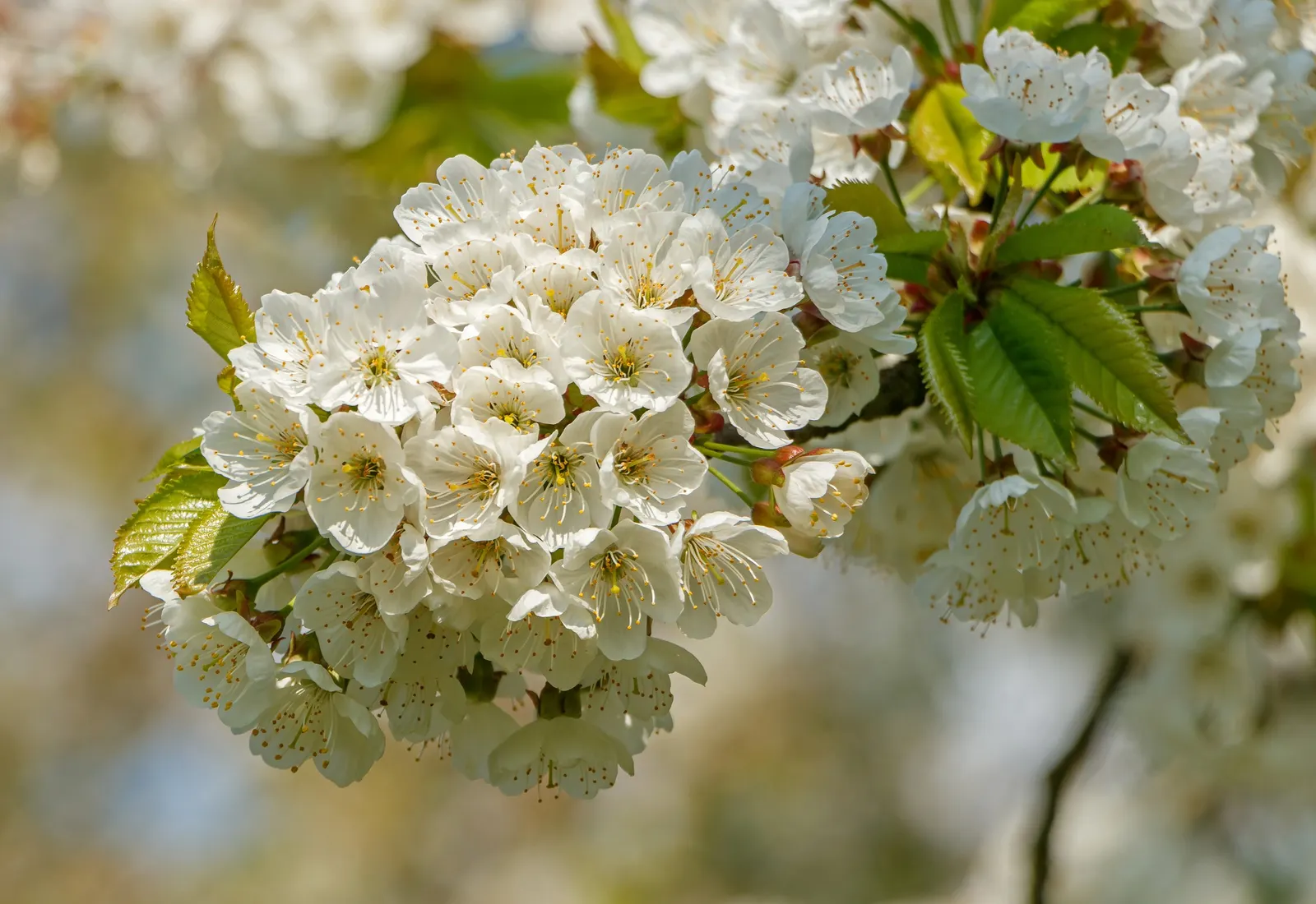 Sweet Cherry (Prunus Avium) — ensuring that the Sweet Cherry remains a centerpiece in the garden for years to come; ideal for zones 5 to 7, it, image 117