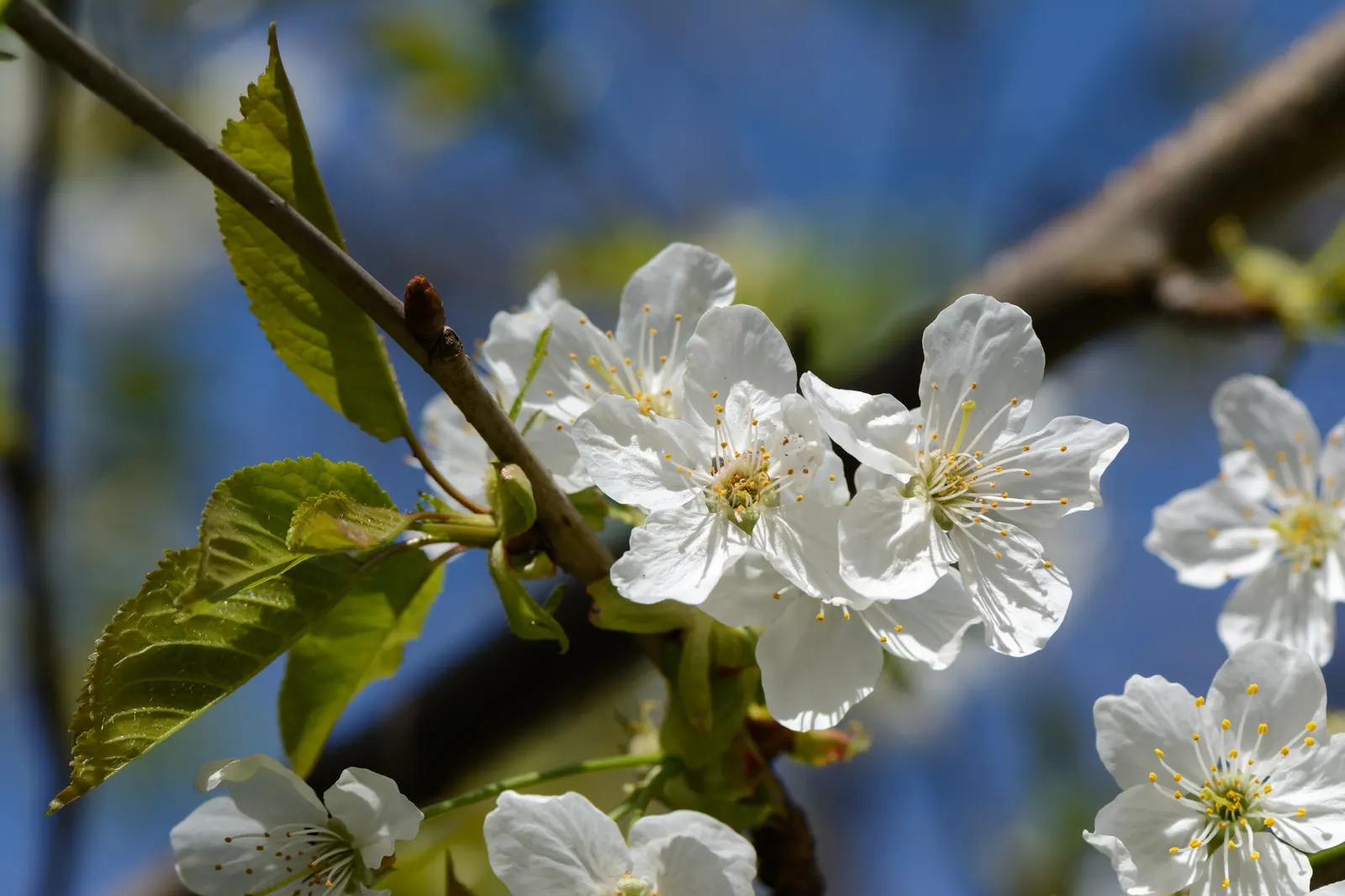Sweet Cherry (Prunus Avium) — loamy soil and a location that receives full sun; creating a canopy of lush foliage that provides dappled shade, image 79