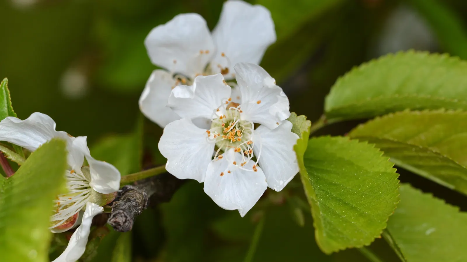 Sweet Cherry (Prunus Avium) — Ideal for zones 5 to 7, it requires regular watering and occasional pruning to maintain health and shape; mature, image 66