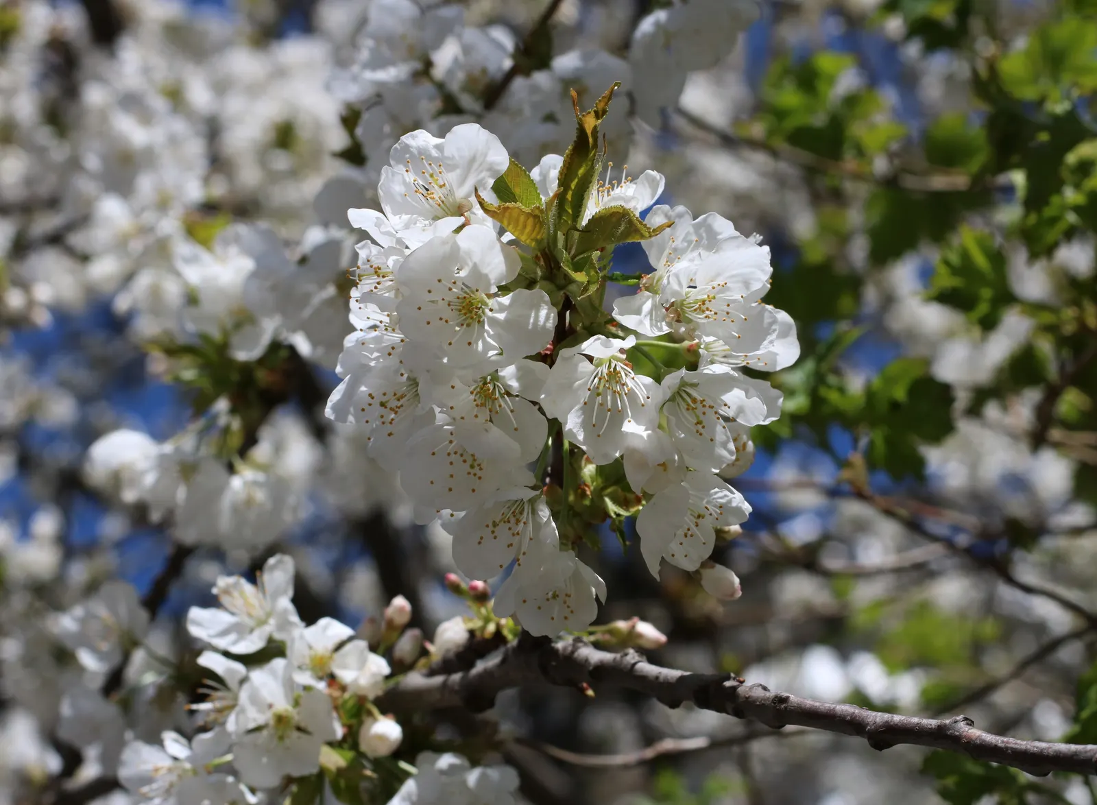 Sweet Cherry (Prunus Avium) — Prunus avium, or Sweet Cherry, is a deciduous tree valued for its spring blossoms and edible fruit; fertile soil with full sun