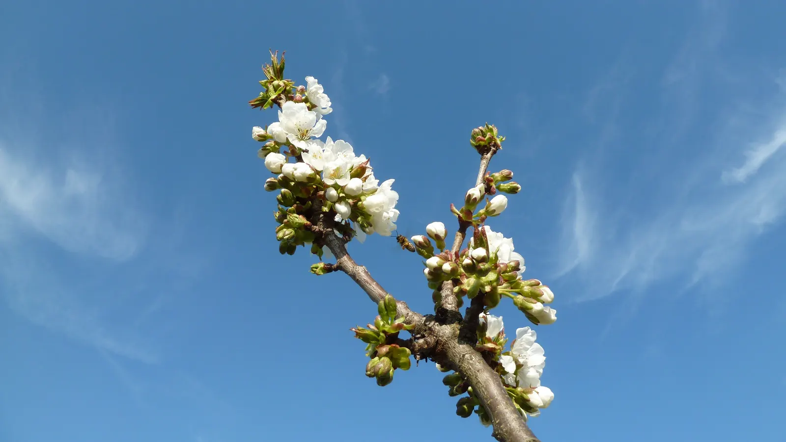 Sweet Cherry (Prunus Avium) — tree with white blooms
