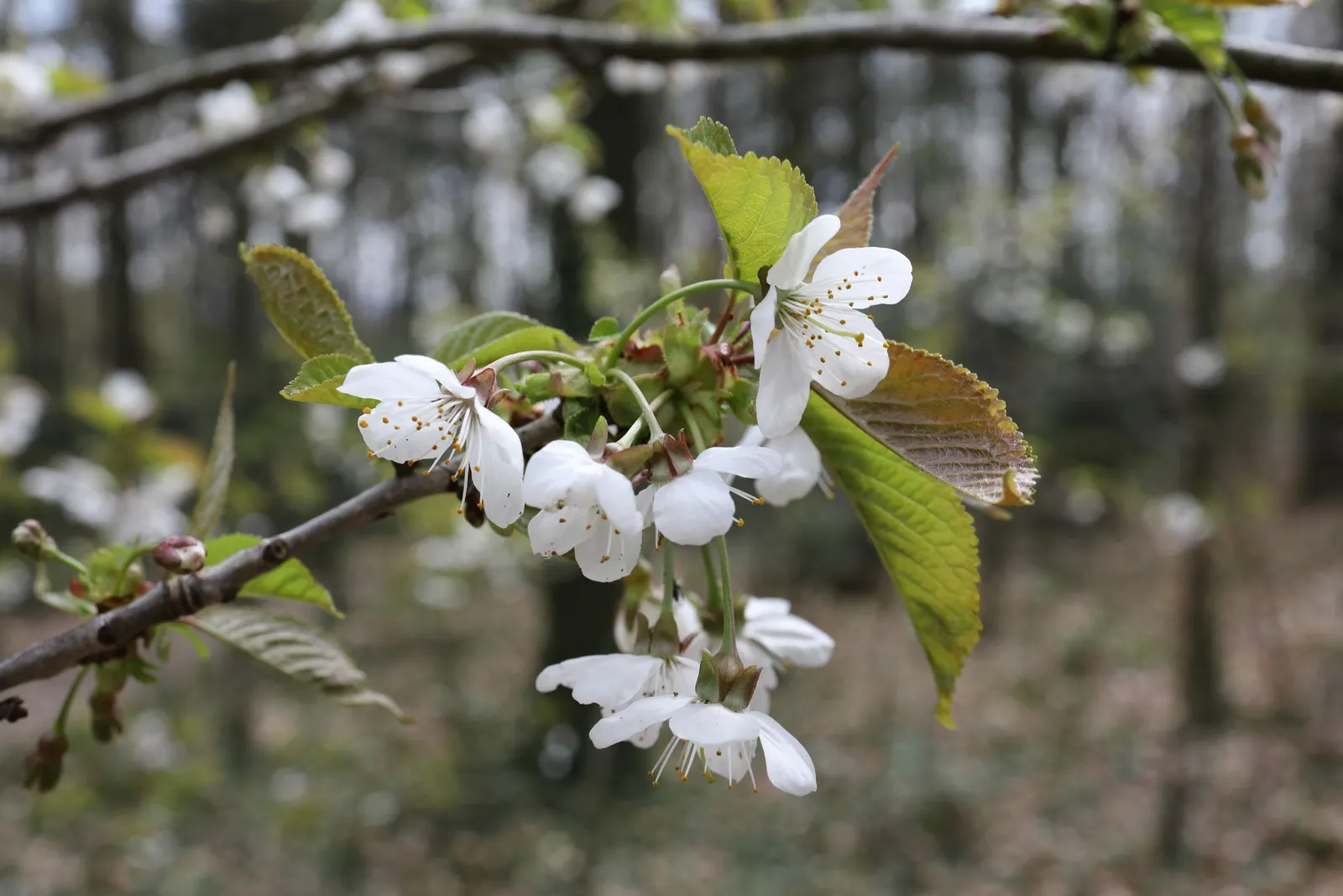 Sweet Cherry (Prunus Avium) — which is at least 6 hours of direct; depending on local climate conditions