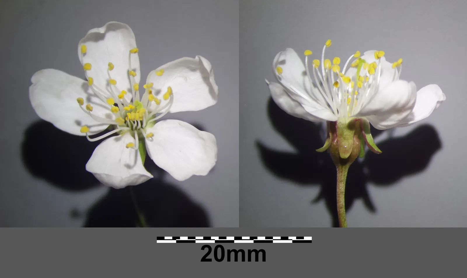 Sweet Cherry (Prunus Avium) — This species features a smooth