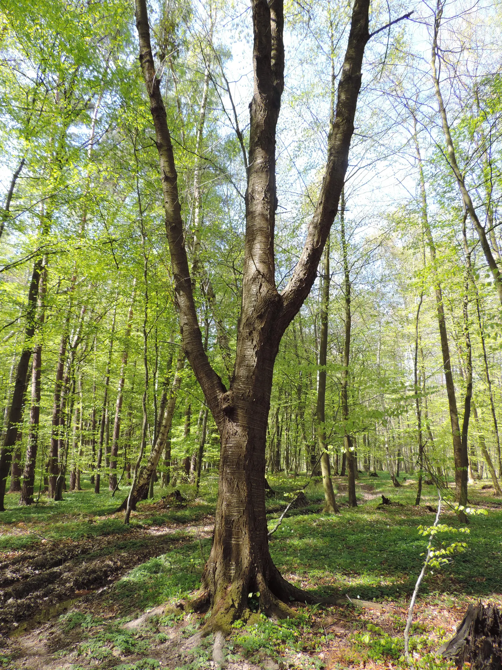 Sweet Cherry (Prunus Avium) — creating a canopy of lush foliage that provides dappled shade beneath; commonly referred to as the Sweet Cherry, image 70