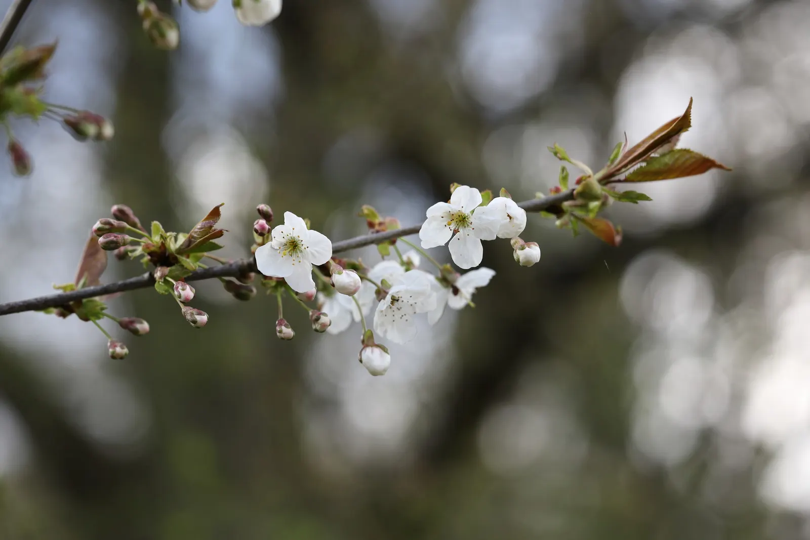 Sweet Cherry (Prunus Avium) — Mature specimens can reach heights between 20 to 30 feet with an almost equal spread; tree for full