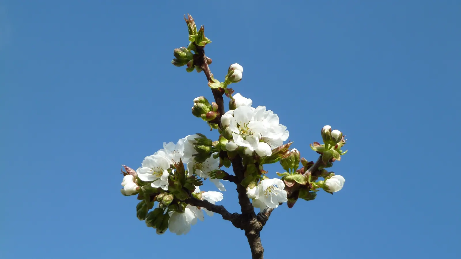 Sweet Cherry (Prunus Avium) — It's moderately frost-resistant and fares best in USDA hardiness zones 5 through 7; prunus avium, or Sweet Cherry, is, image 82