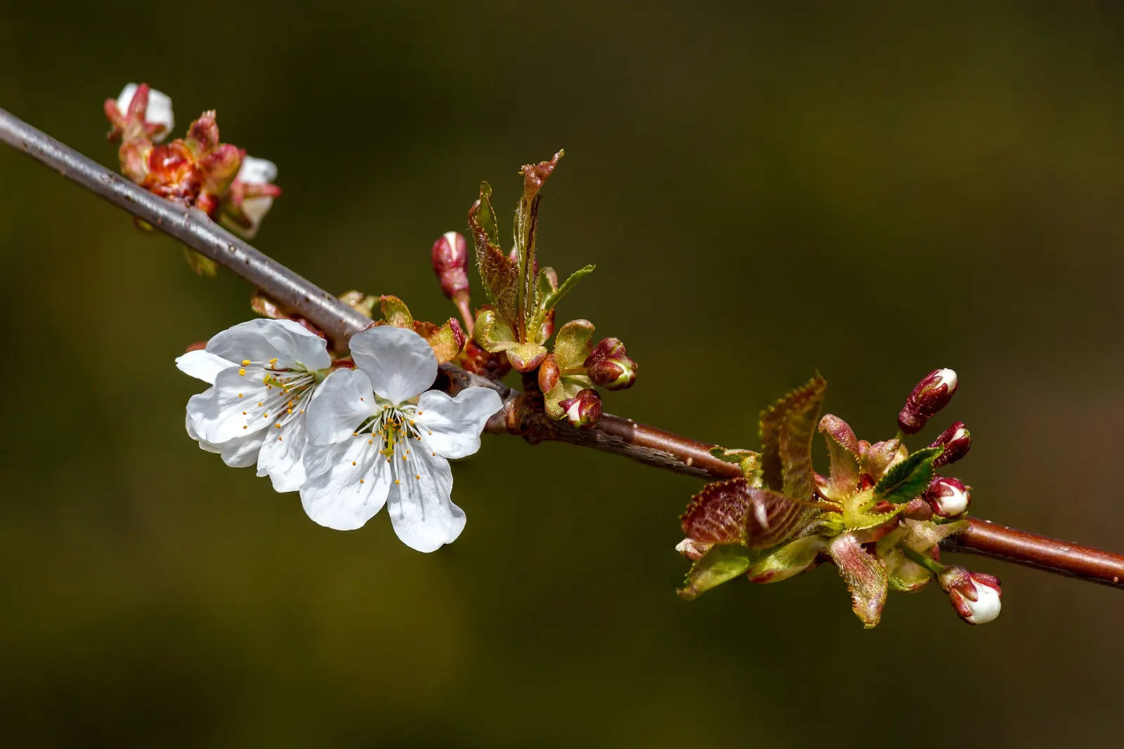 Sweet Cherry (Prunus Avium) — which not only add a profusion of color but also beckon pollinators to the garden; reddish-brown bark which is marked with